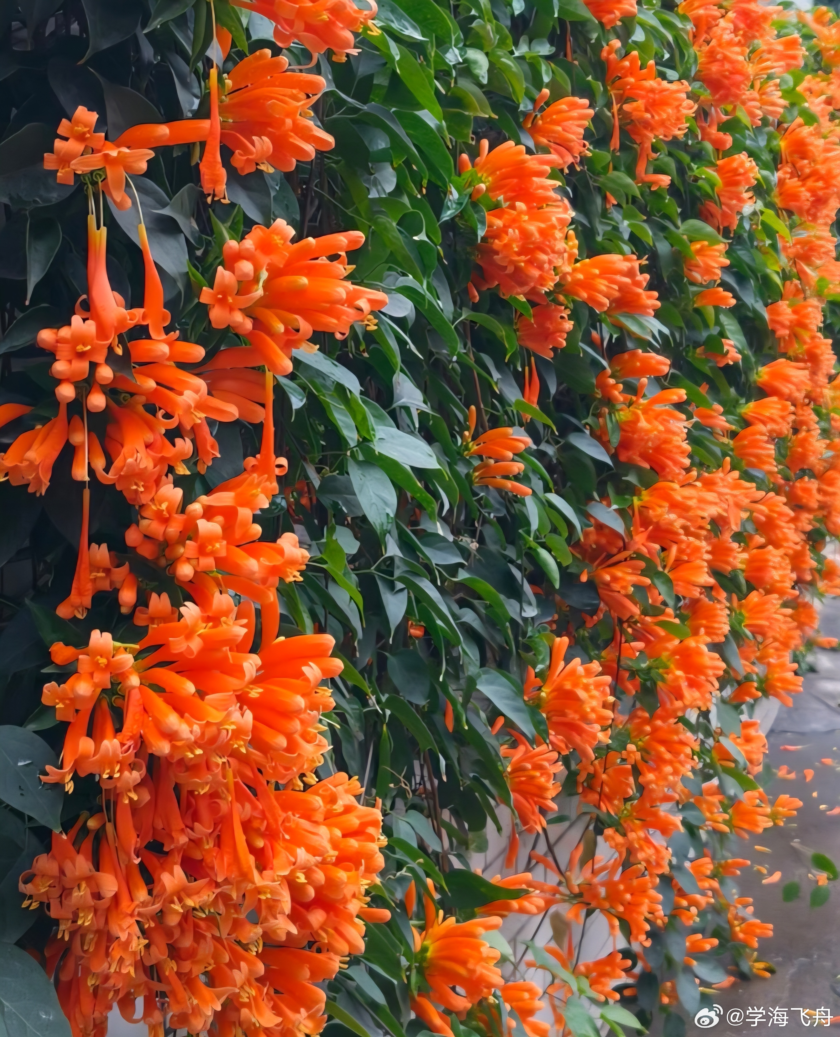 春光明媚，鲜花盛开，心若豁达，欢畅自来(^◡^)🌺🌺🌺 