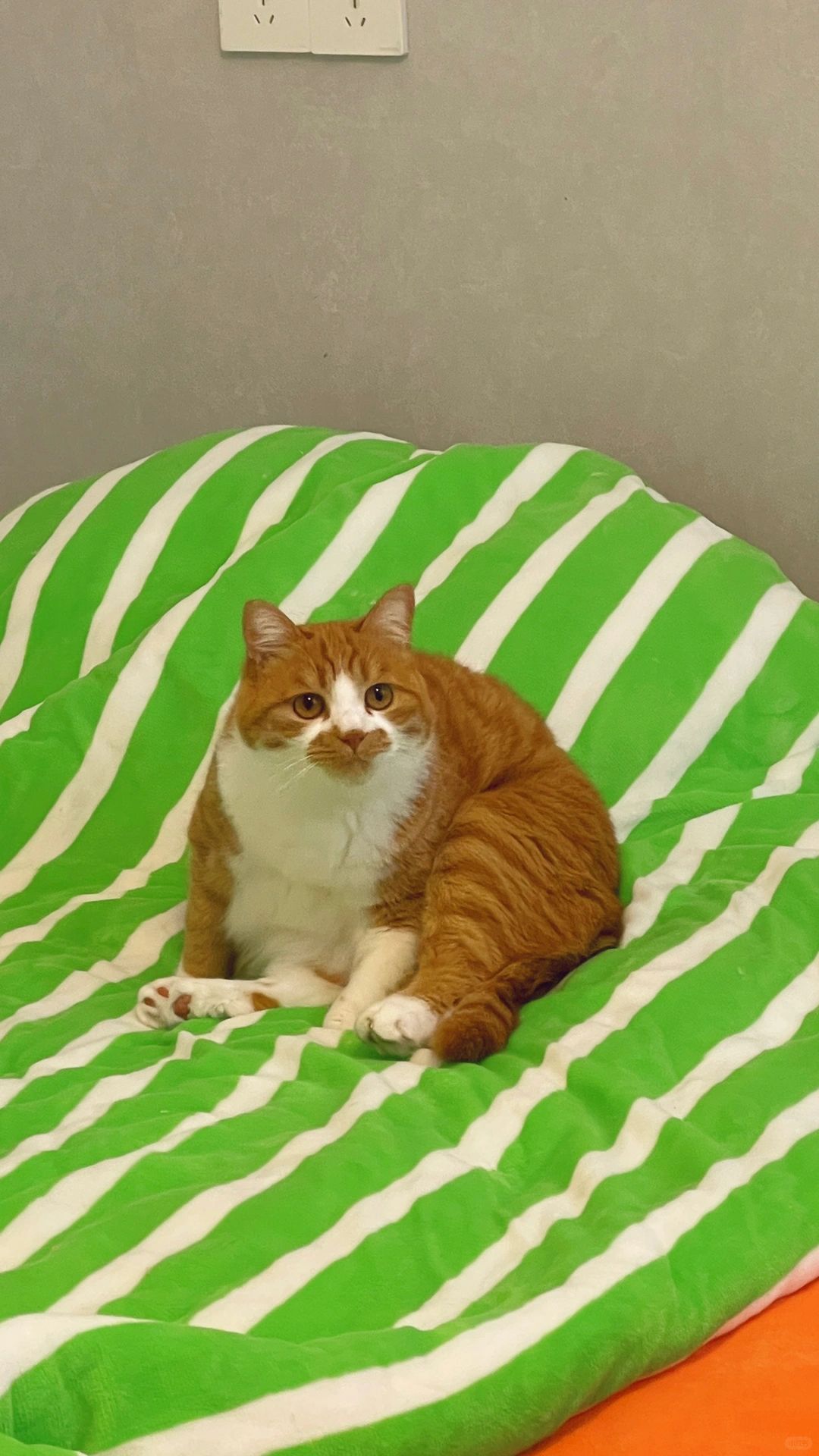 橘猫真好养·相信这真是捡的吗🥹