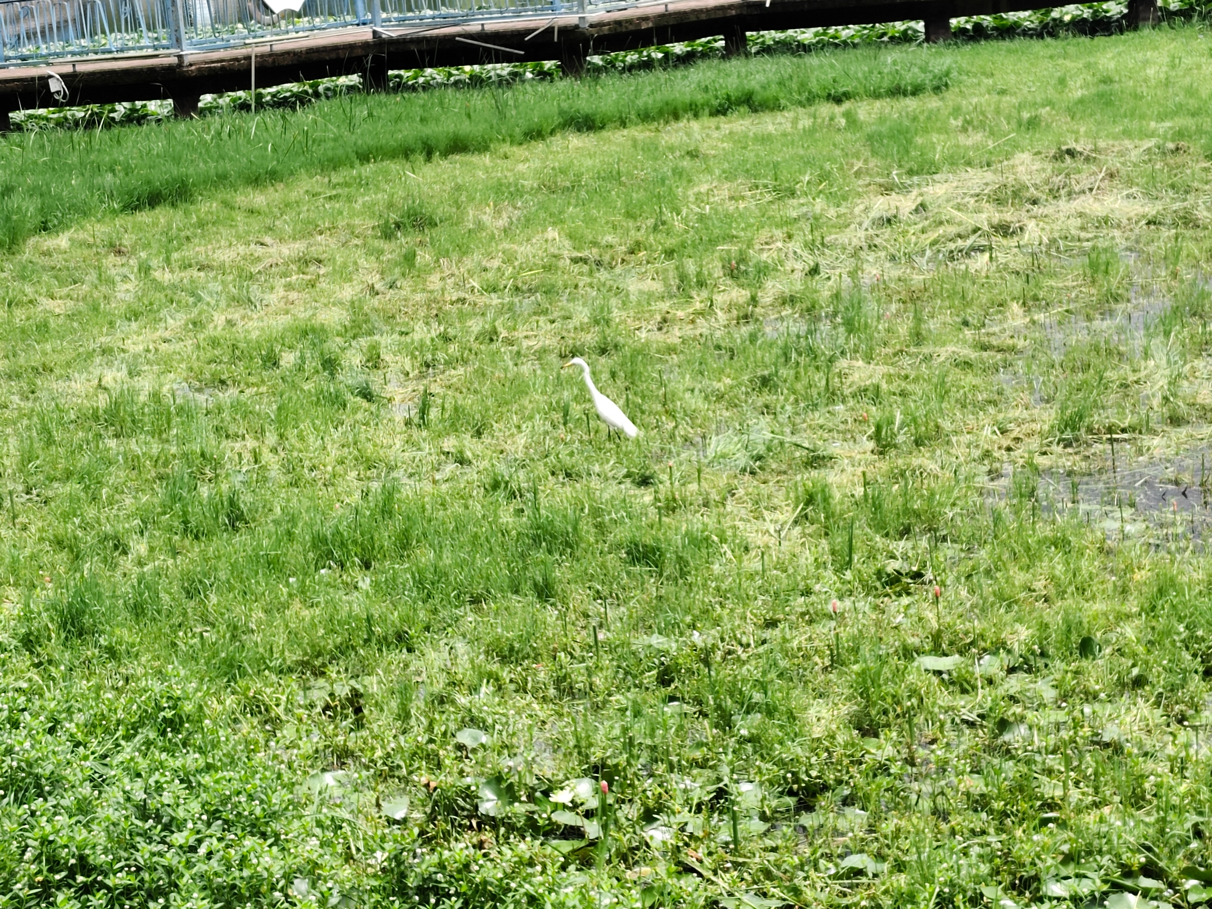 昆明 夏天就是到处都是绿油油的 