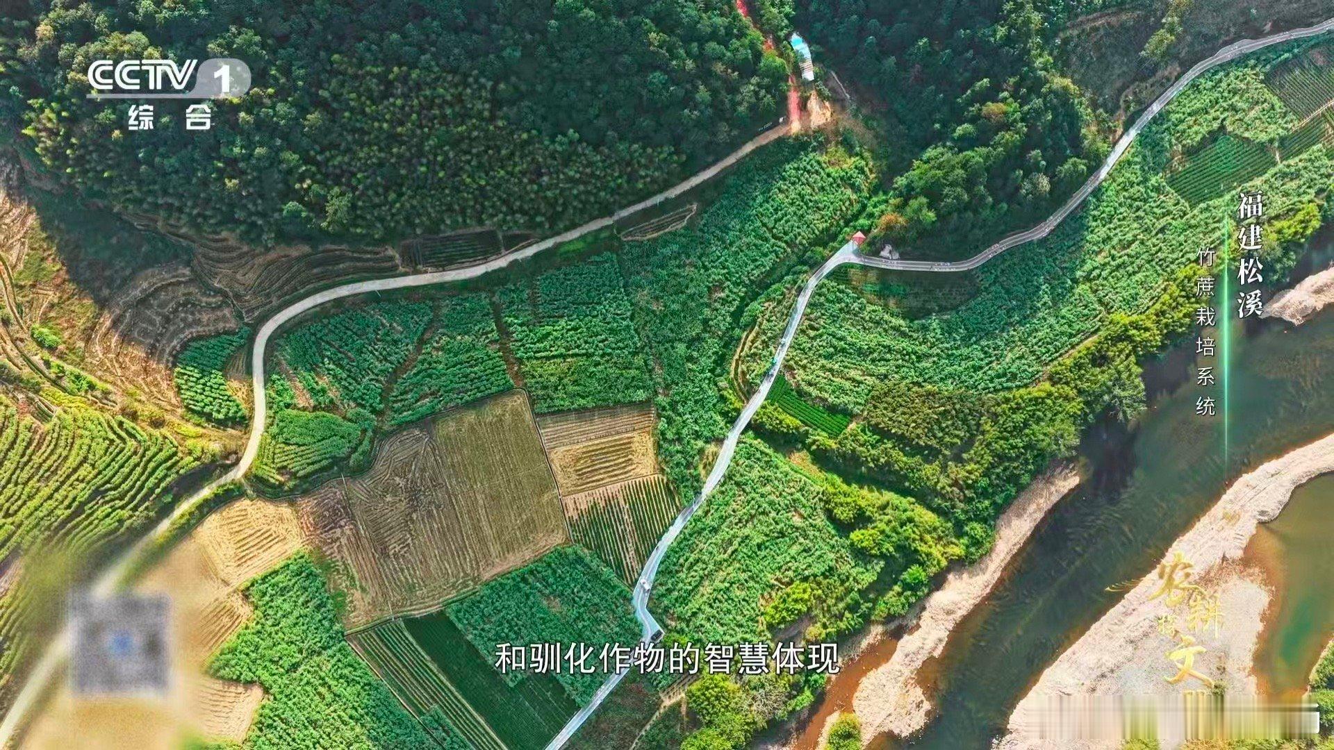 中国一种甘蔗长在火山土里当甘蔗爱上火山土，便许下了三百年的誓言。松溪这片“活化石