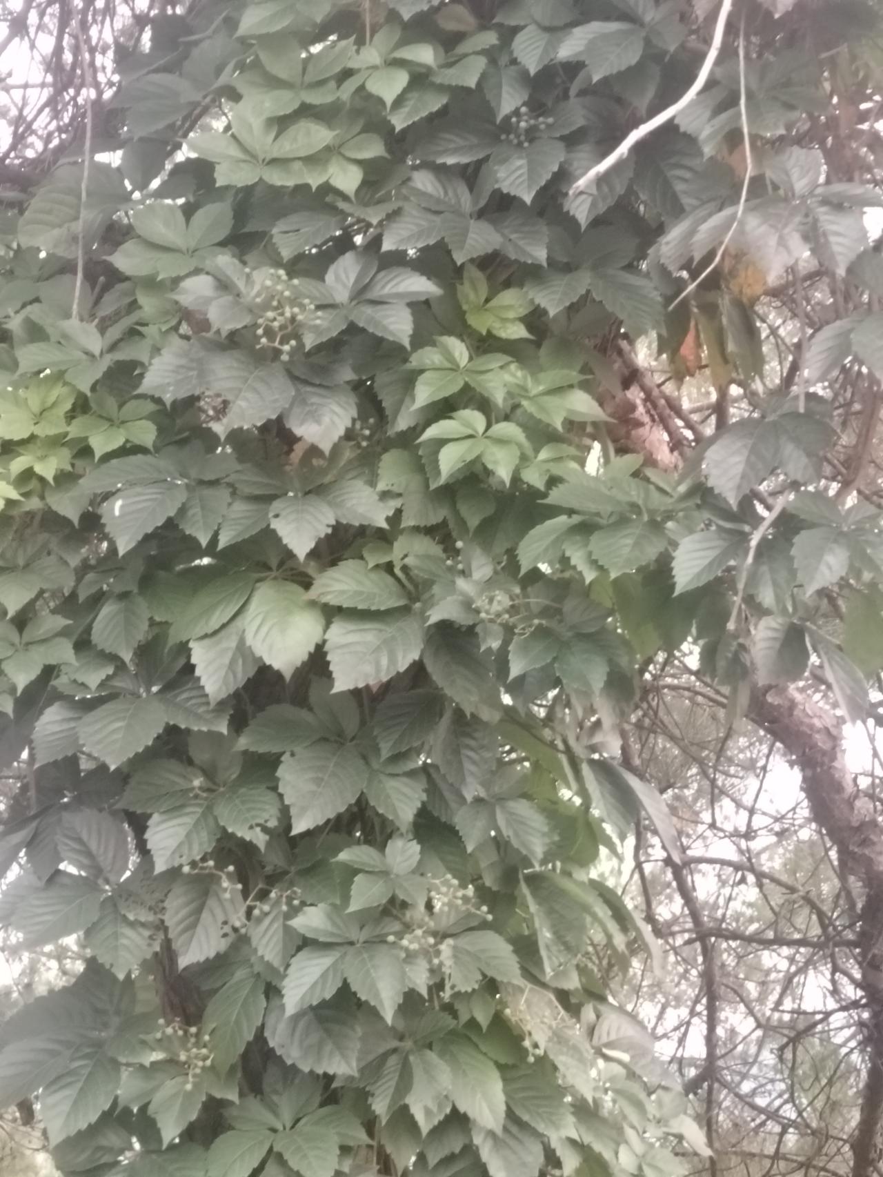夏日生活打卡季 夏日上山溜达，总能邂逅那一串串野葡萄。它们个头小小的，密密麻麻地