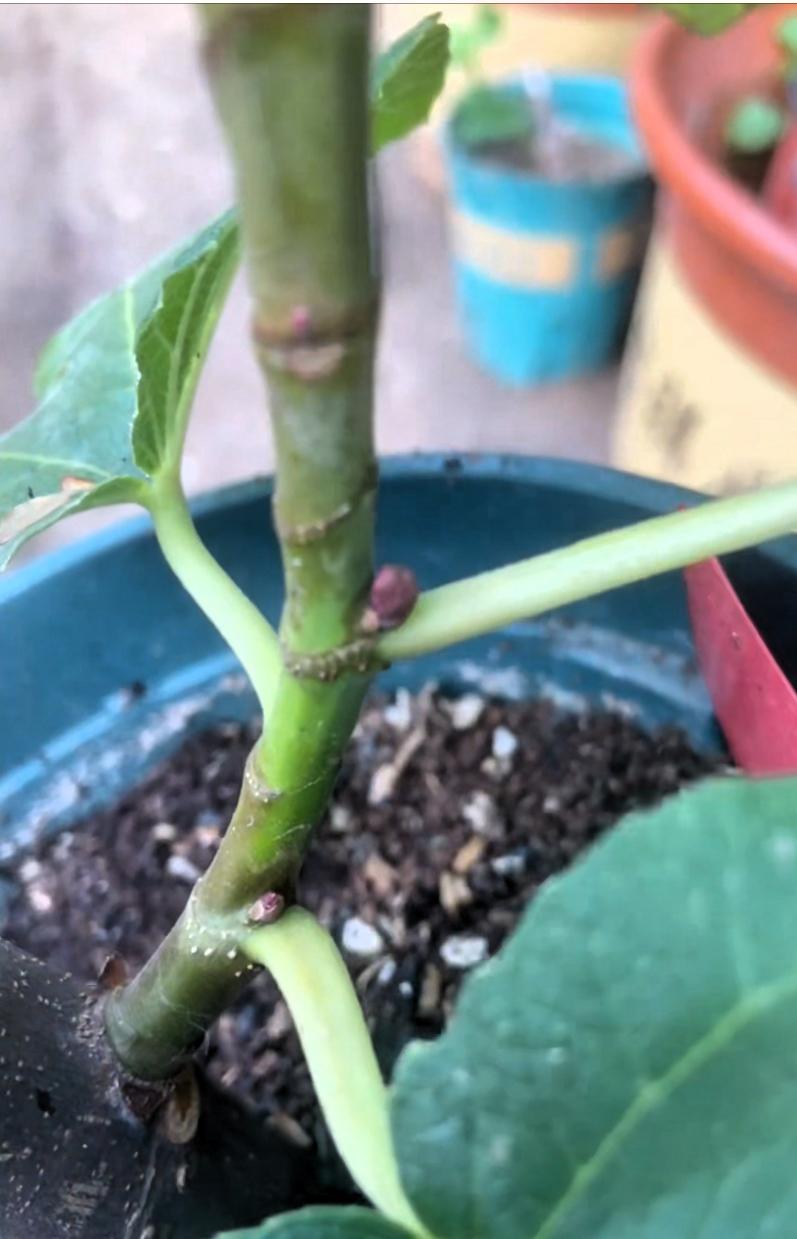 真没想到，我的巴斯最爱出果能力这么强。去年还是个高压包，苗子也就六七片叶子、十几