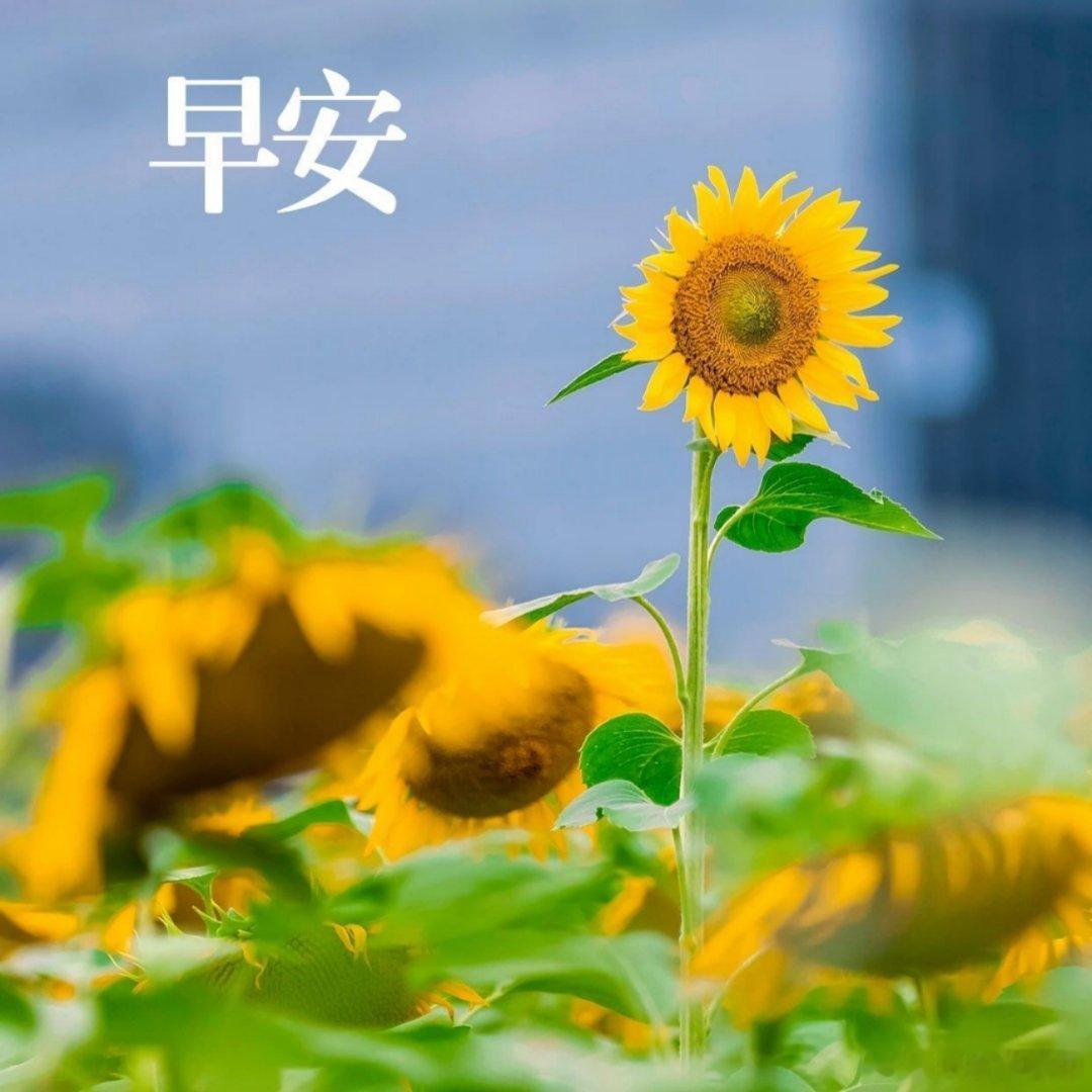 早安 早安，努力活成自己喜欢的模样向日葵的花语：勇敢向阳🌞像向日葵一般，向阳而