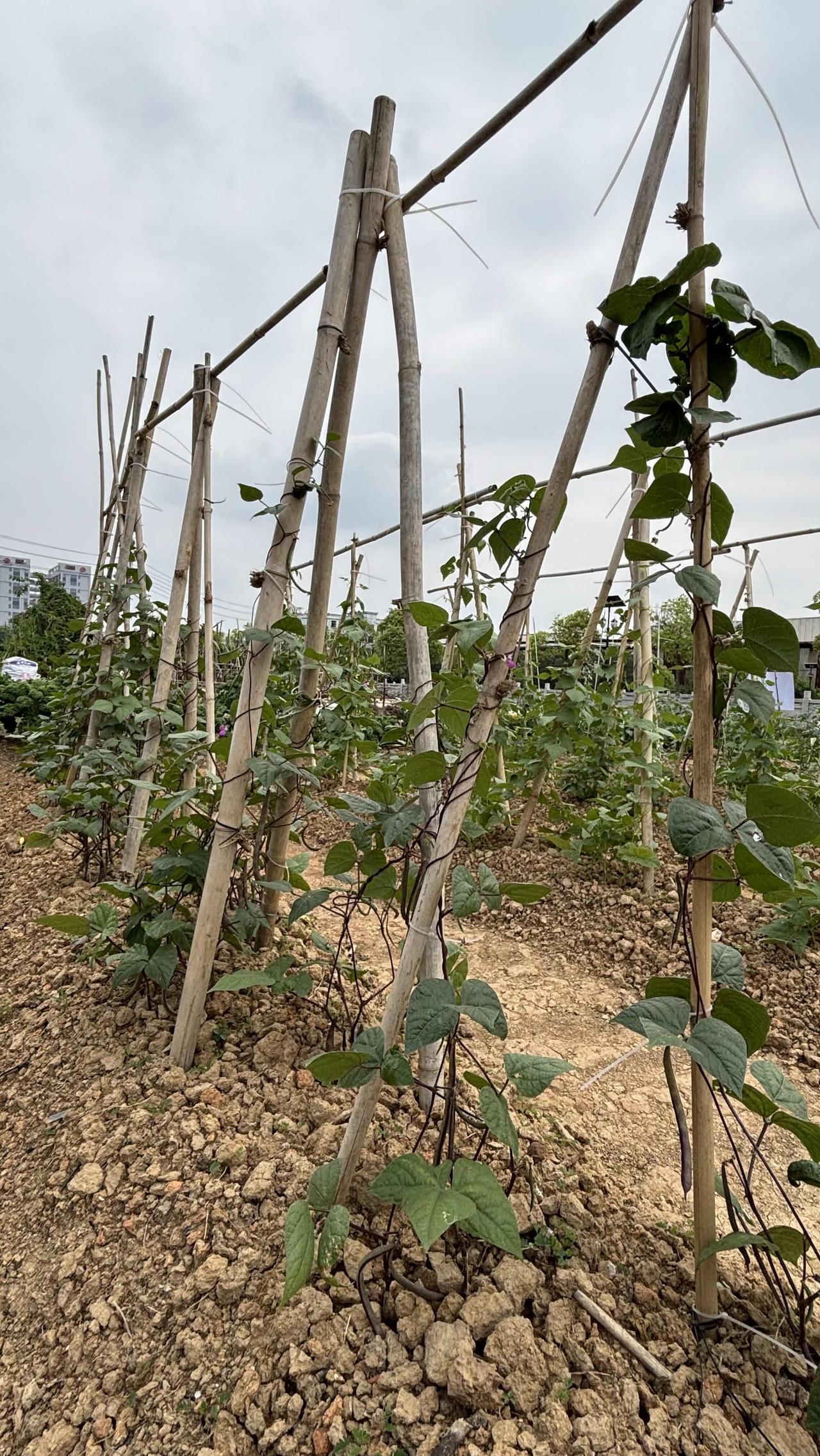 你吃的蔬菜可以自己种植吗?
自己吃的蔬菜完全可以自己种植，我在广东，去年五一开荒