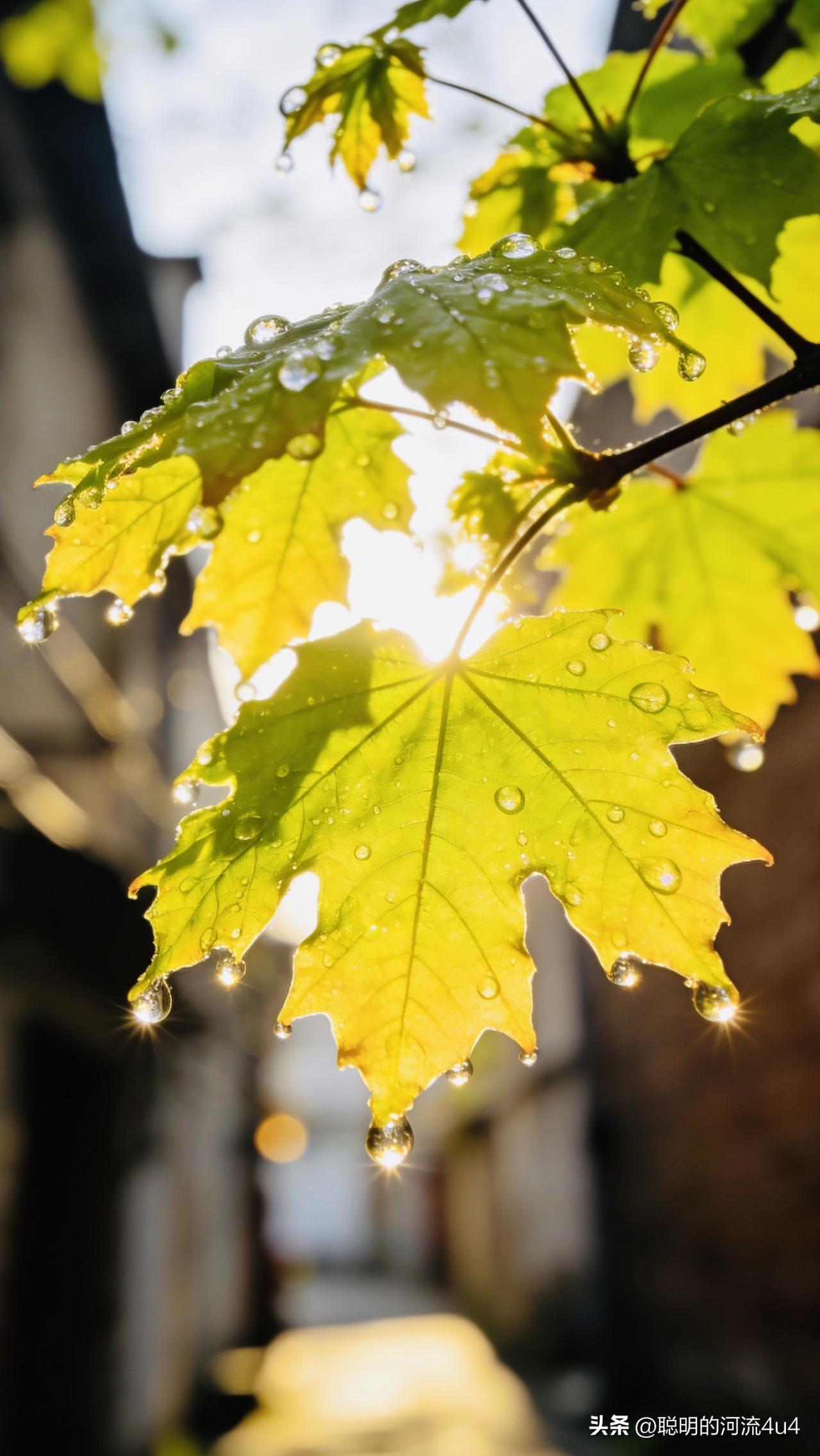 心怀暖意，步步皆风景。

晨起散步，巷口的梧桐正抽新叶。那叶片嫩嫩的、黄黄的，怯