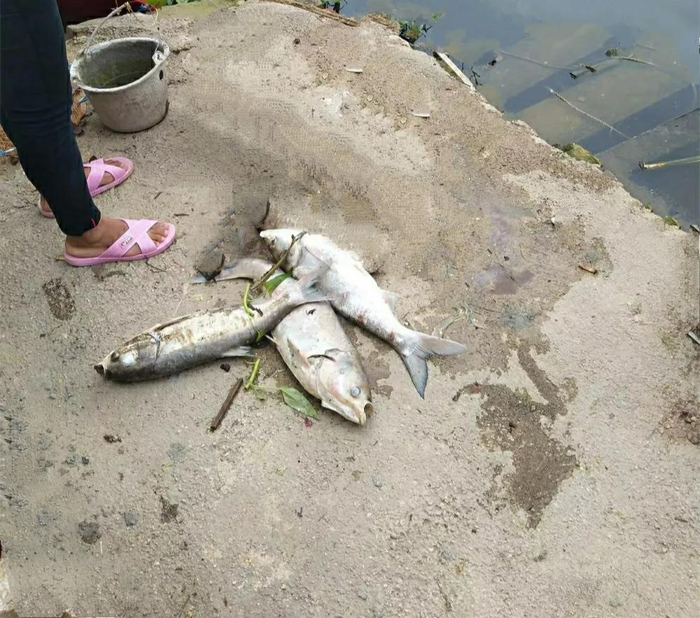 有没有小时候吃过瘟鸡、瘟鸭、死鱼的？[微笑]

碰到一位在水塘边捡死鱼的妇人，说
