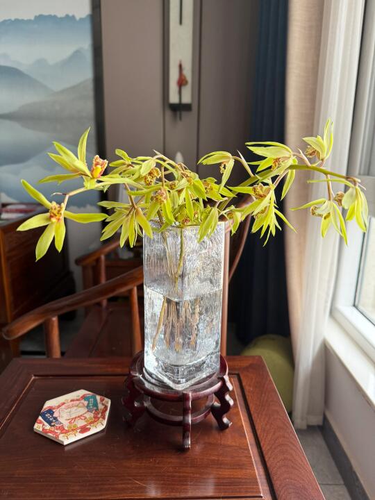 小院的兰草花开了