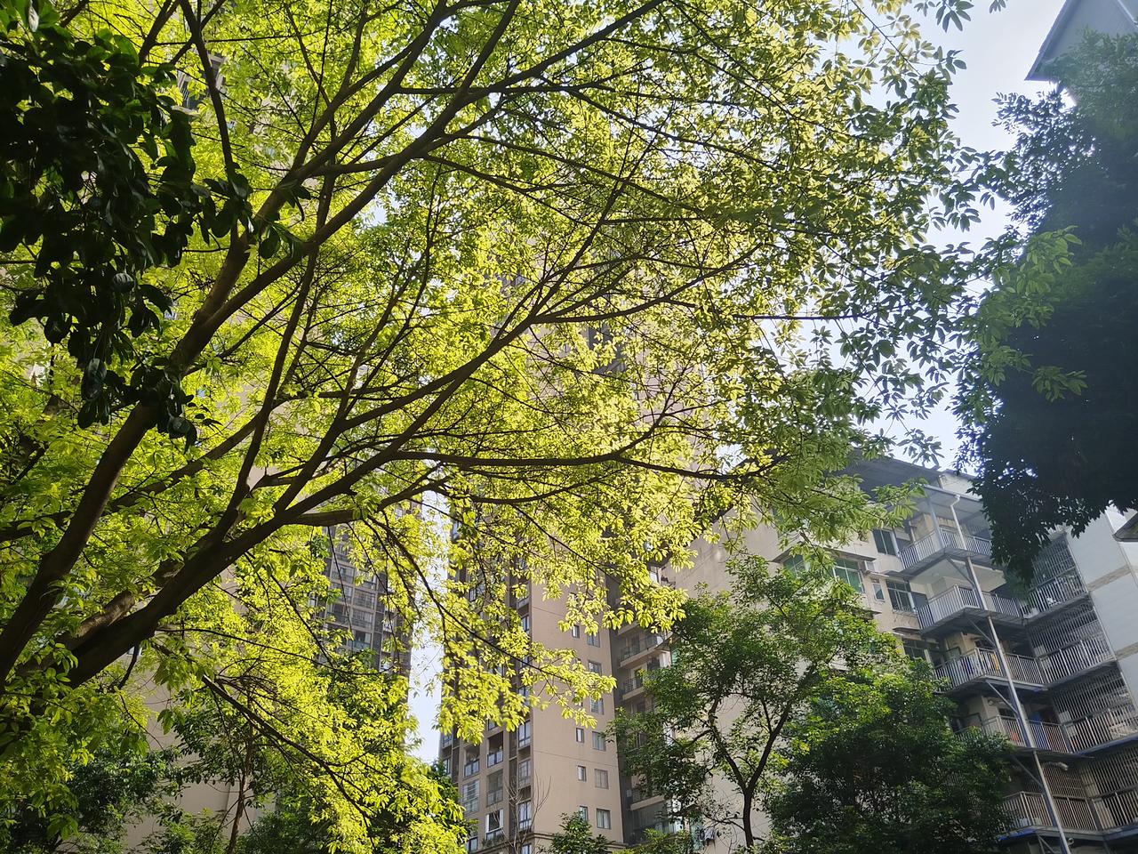 一树新叶挂满枝，又是树新希望