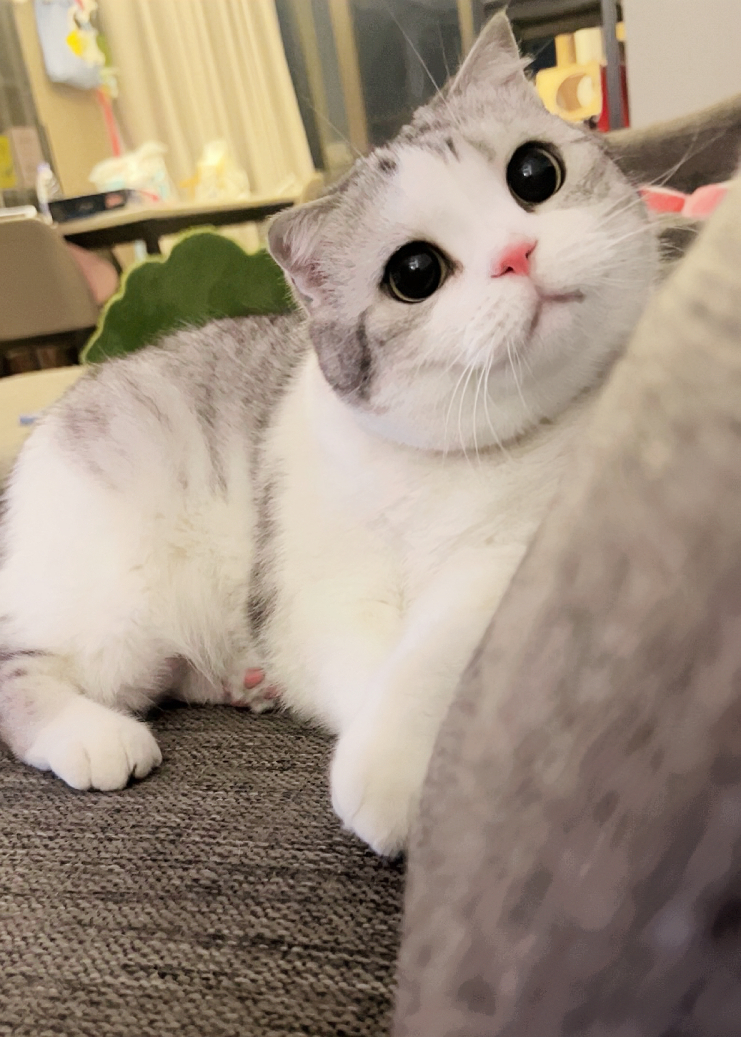 为什么不给小猫零食吃呢！讨厌你讨厌你！#萌宠初冬日记# ​​​
