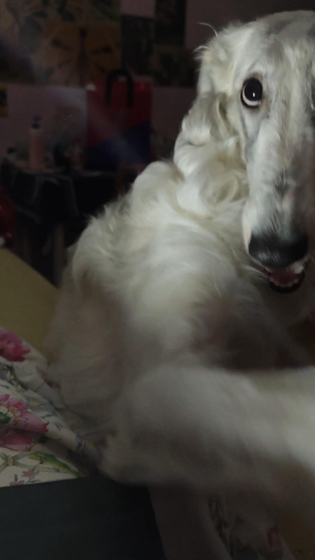 熬夜太狠把狗熬破防了… 