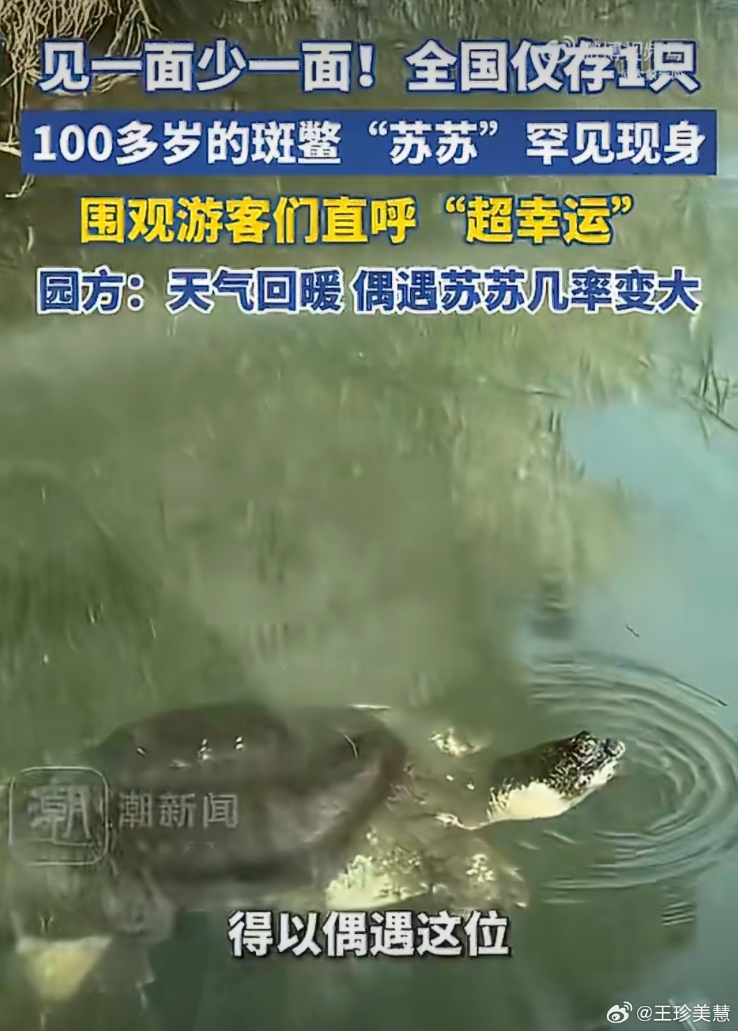 全国仅存1只的百岁斑鳖现身100岁的斑鳖那岂不是1926年就有了它是怎么躲过这么