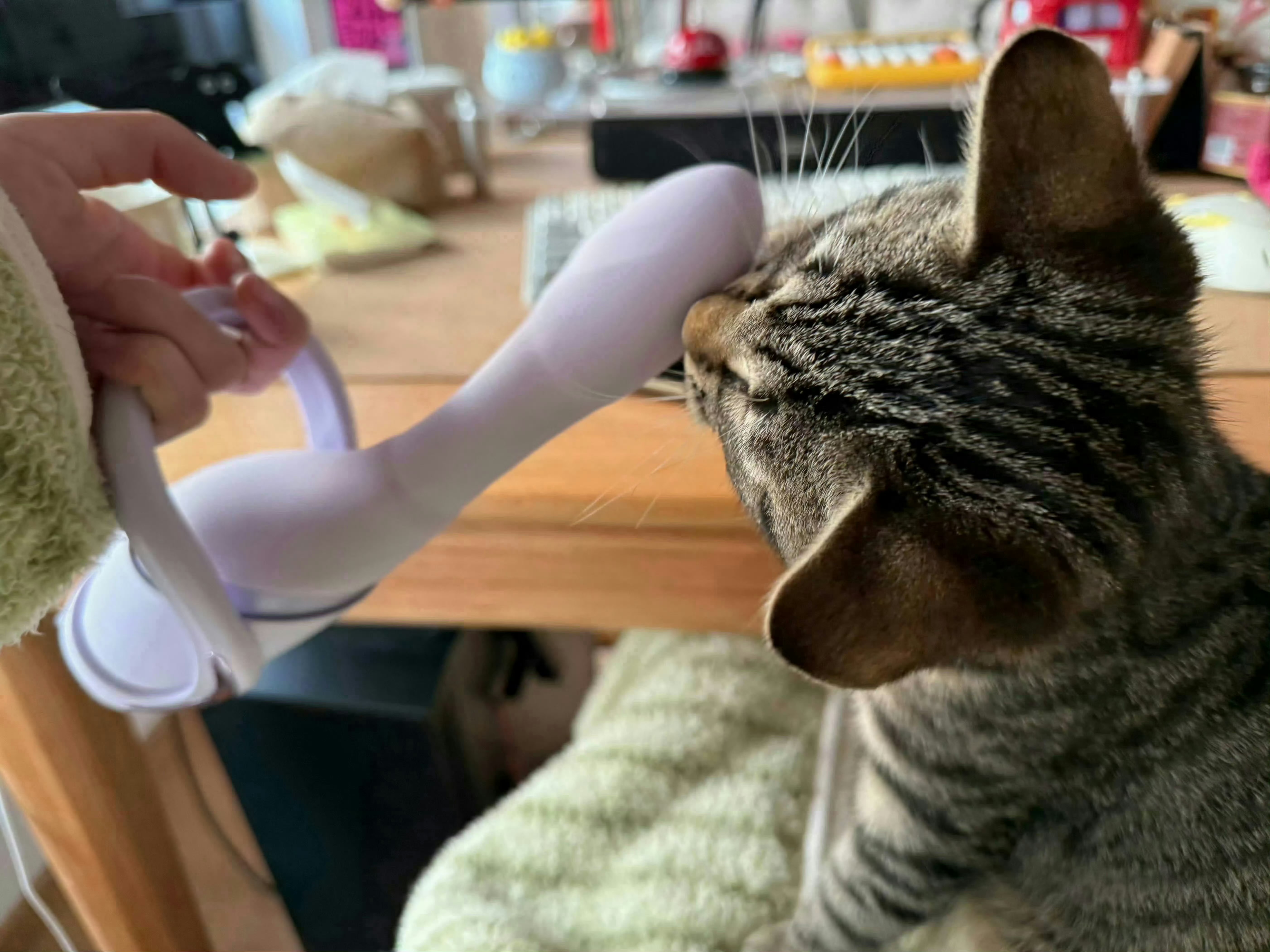 逗猫棒真好玩 广州