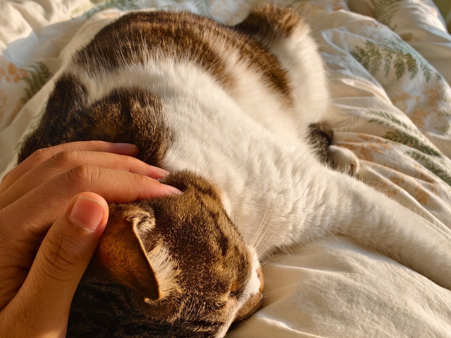 大家新年快乐！