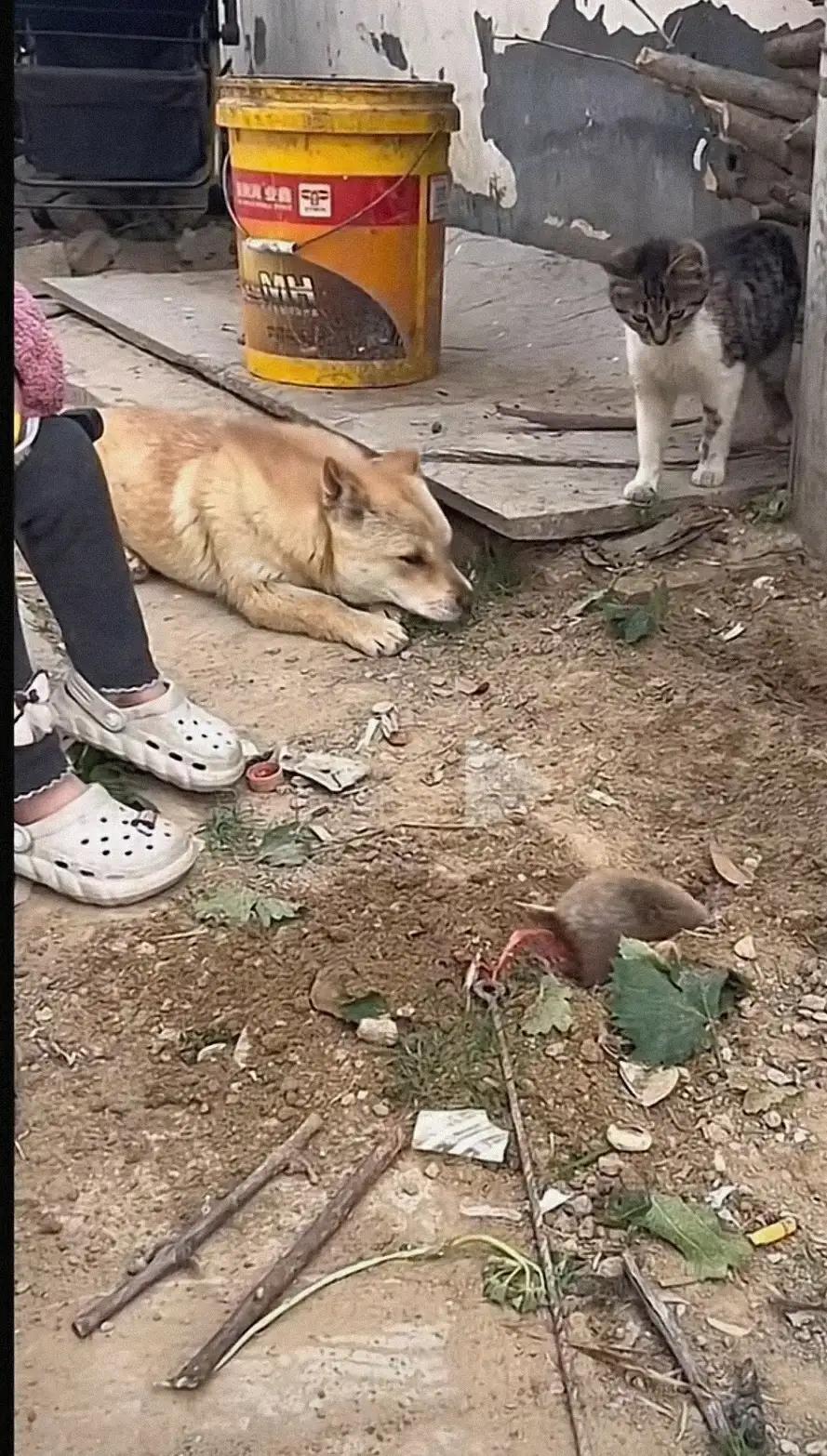 一个视频截图，大有深意：三个监工，一个干活的，干活的还要常被人人喊打[捂脸]
