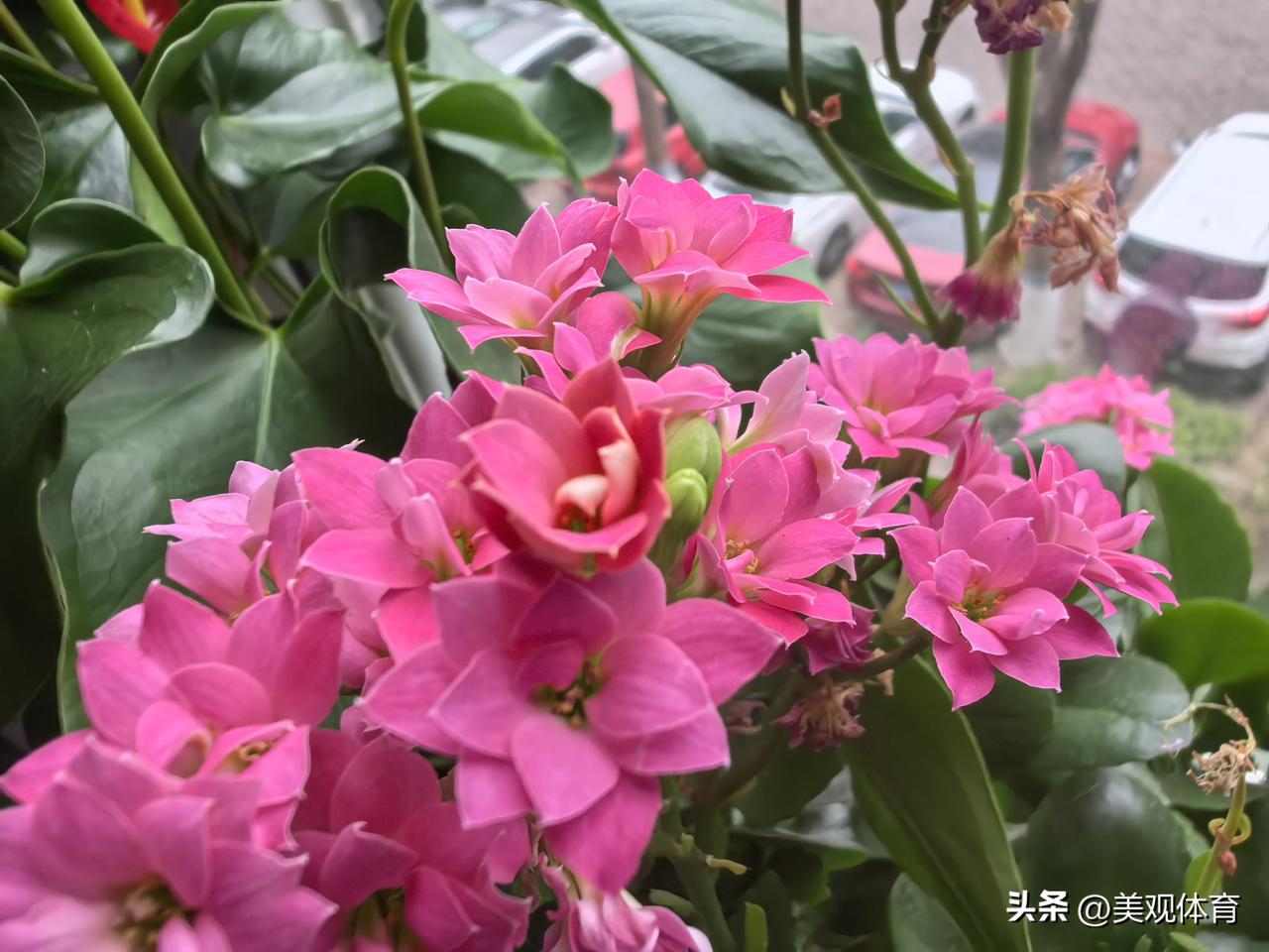 长寿花从盛花期进入凋零期了。