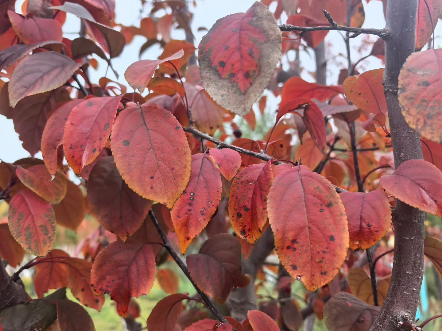 该如何描述秋天～是树叶渐黄，是秋风沙沙，是快点供暖🥶 ​​​