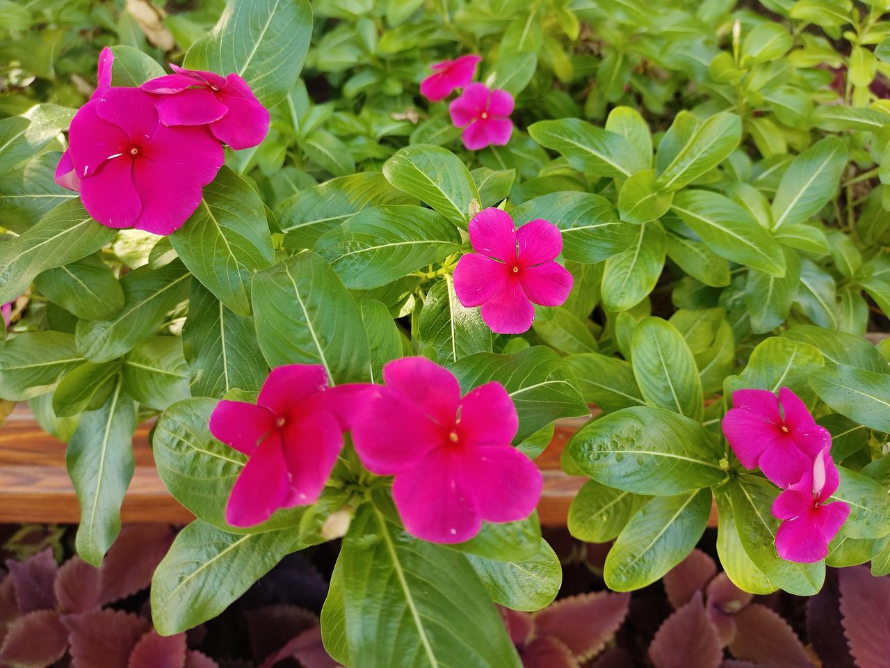 今日赏花，随手拍。