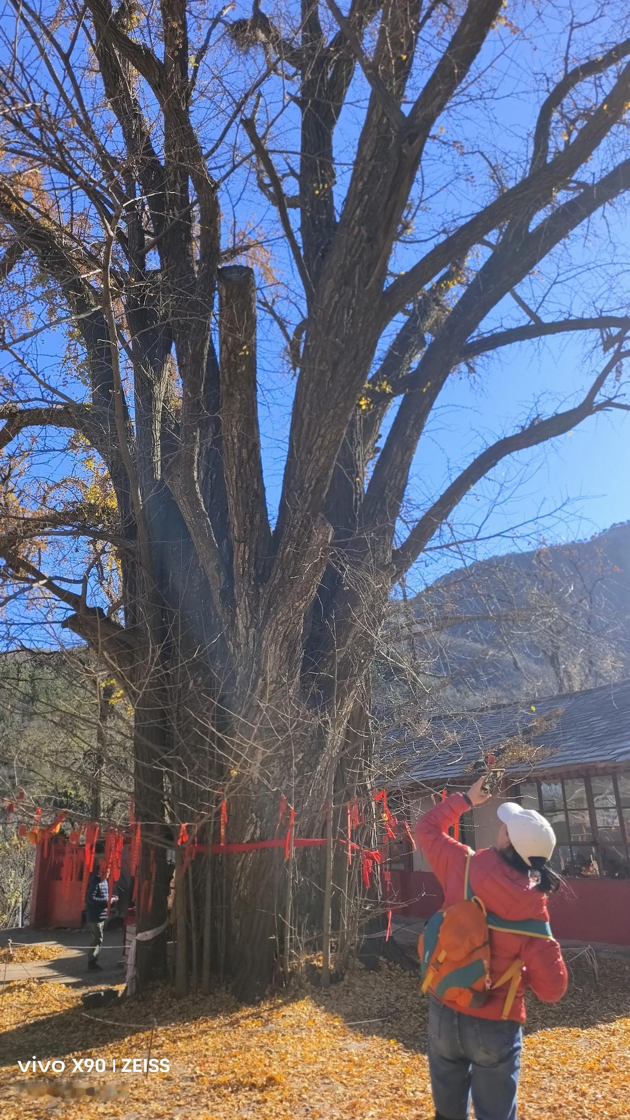 分享一张你手机里的树千年银杏树，不过我们见过树龄最长的银杏树6400年，在山西泽