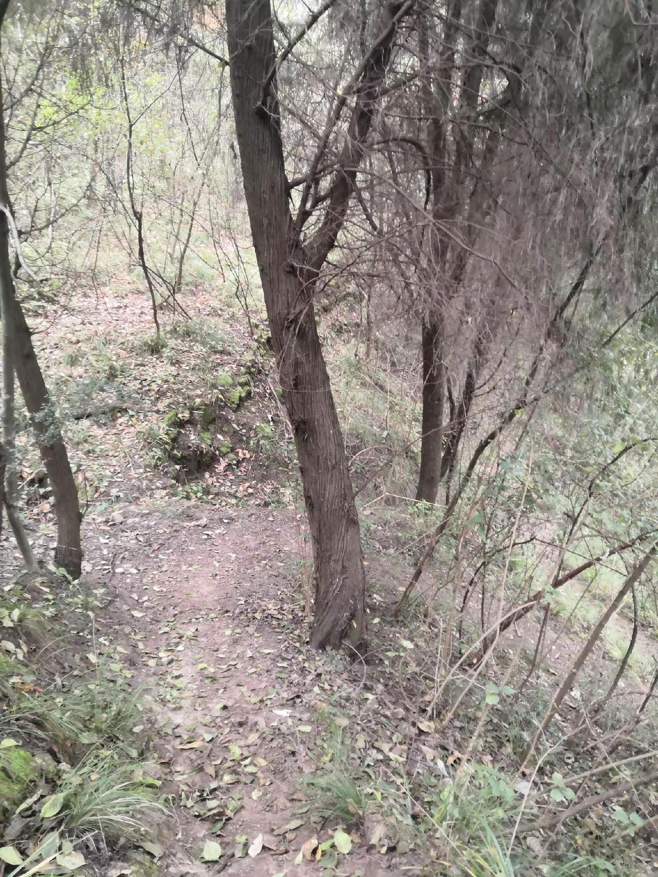 原始森林的天然氧吧 大山深处的自然风景 带你走进大山深处看美丽景色