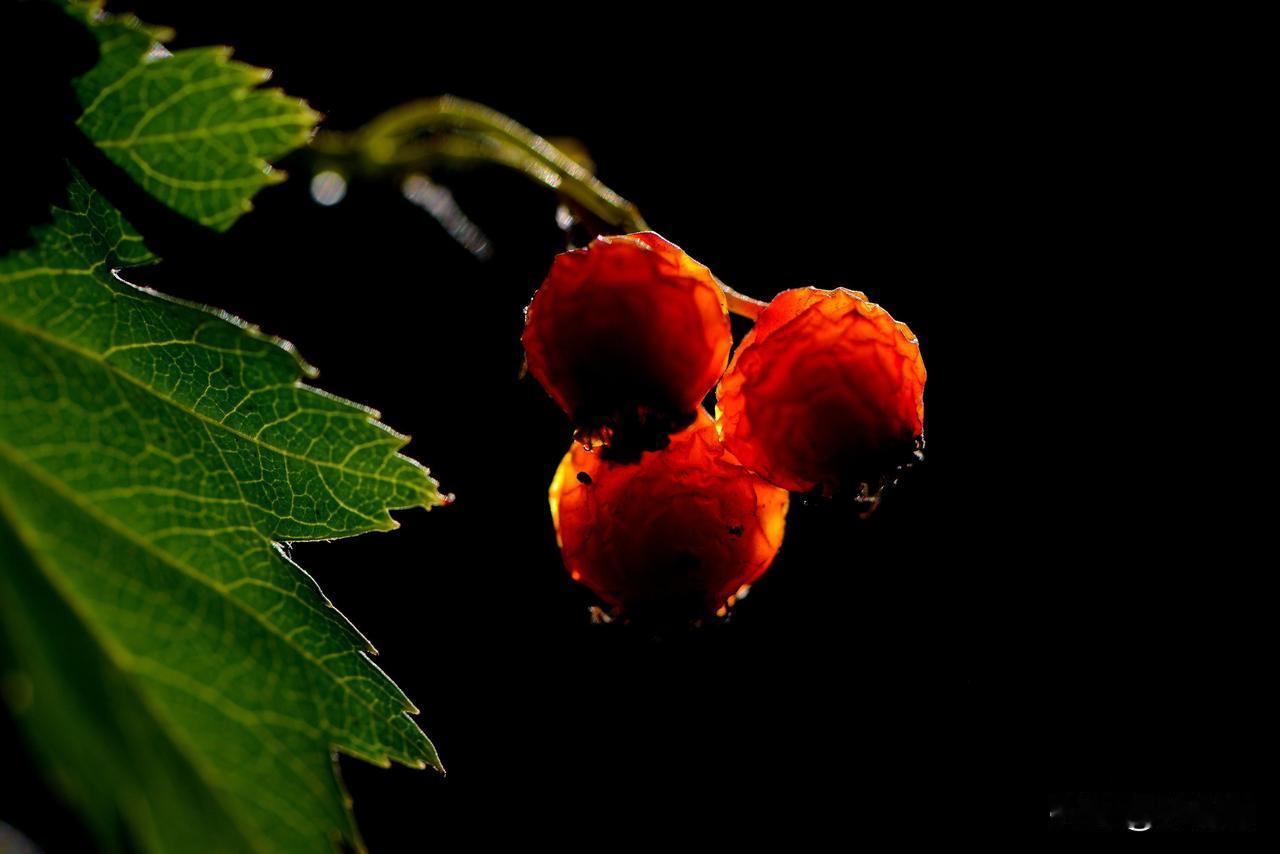 南湖公园四季掠影（八）
秋季景色：