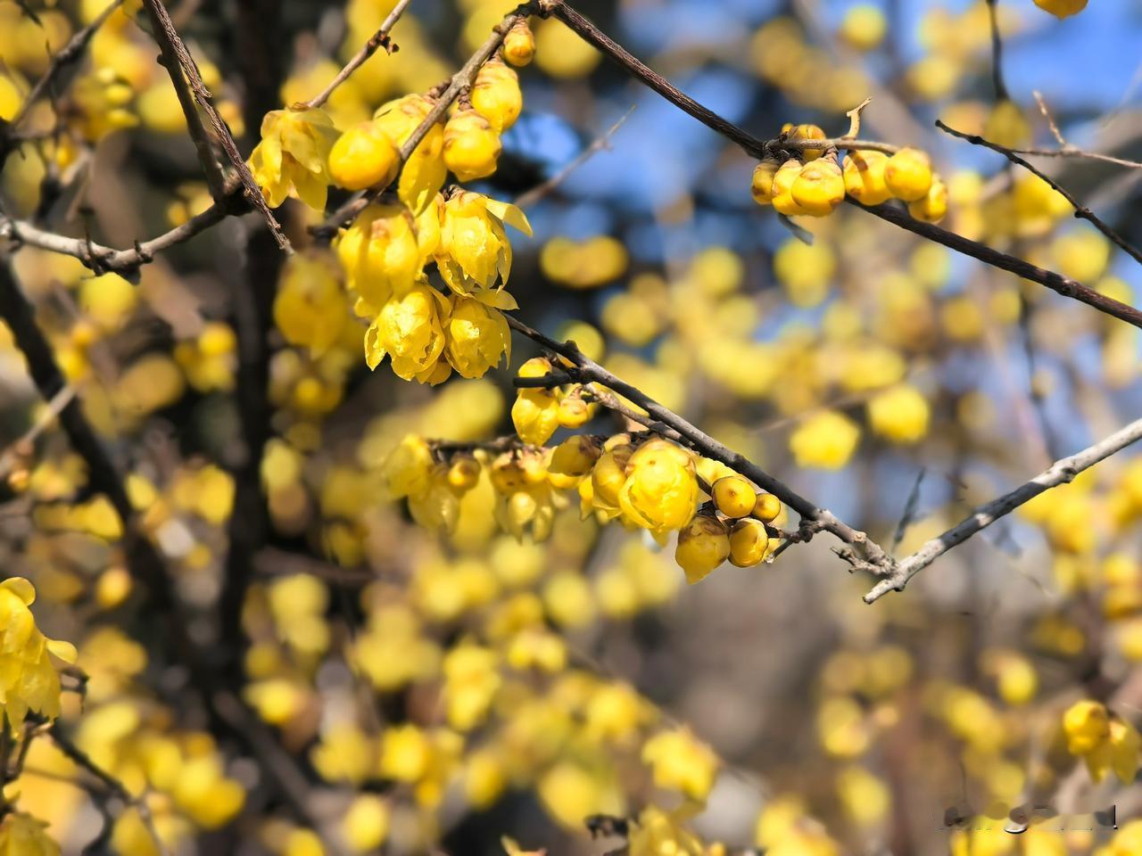 腊梅花在人民公园悄然绽放，为冬日增添了一抹温暖的色彩。‌
冬日的郑州人民公园环境