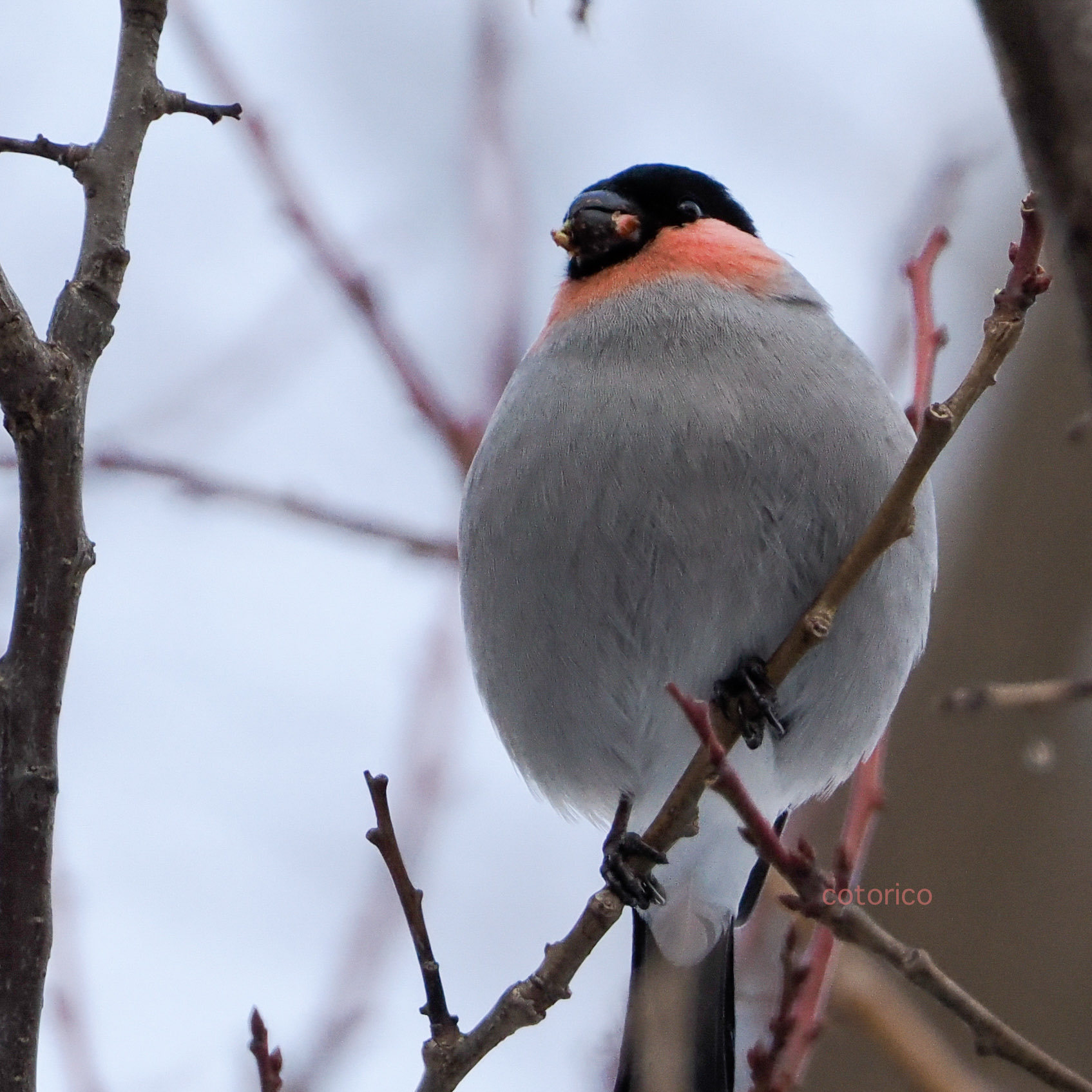 肥啾肥啾【推：BwP787】 