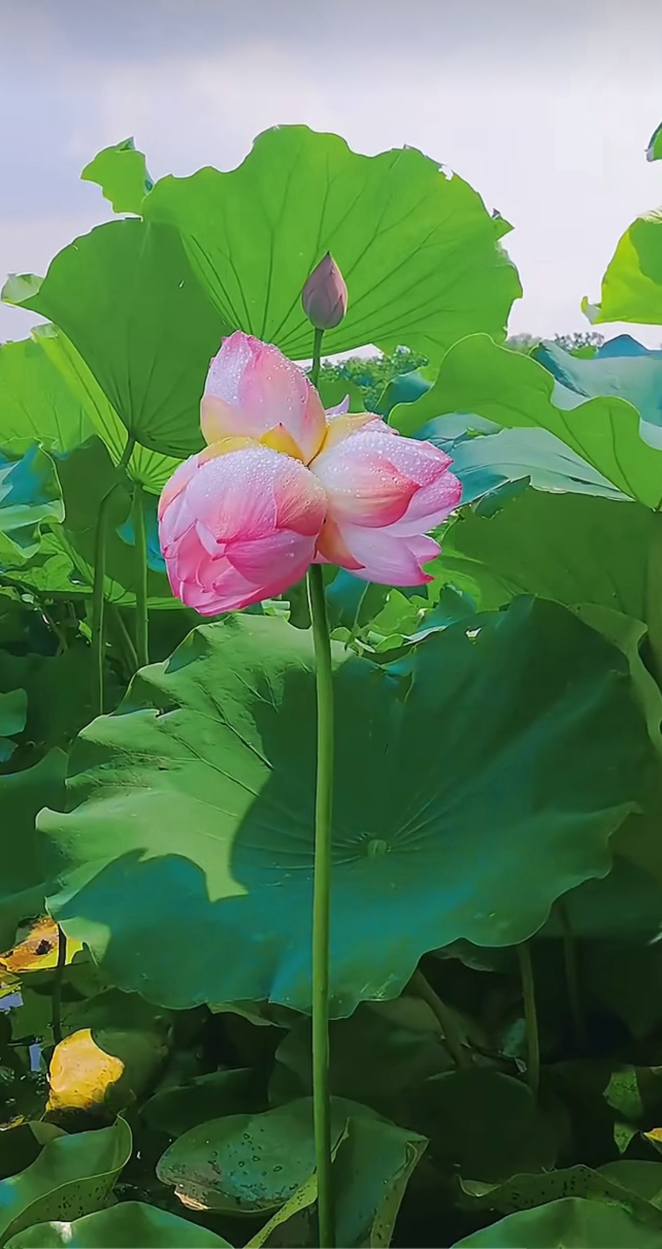 打通淤堵，身体才能康健；打开心结，心情才能舒畅；打通关系，办事才能顺利；打开思维