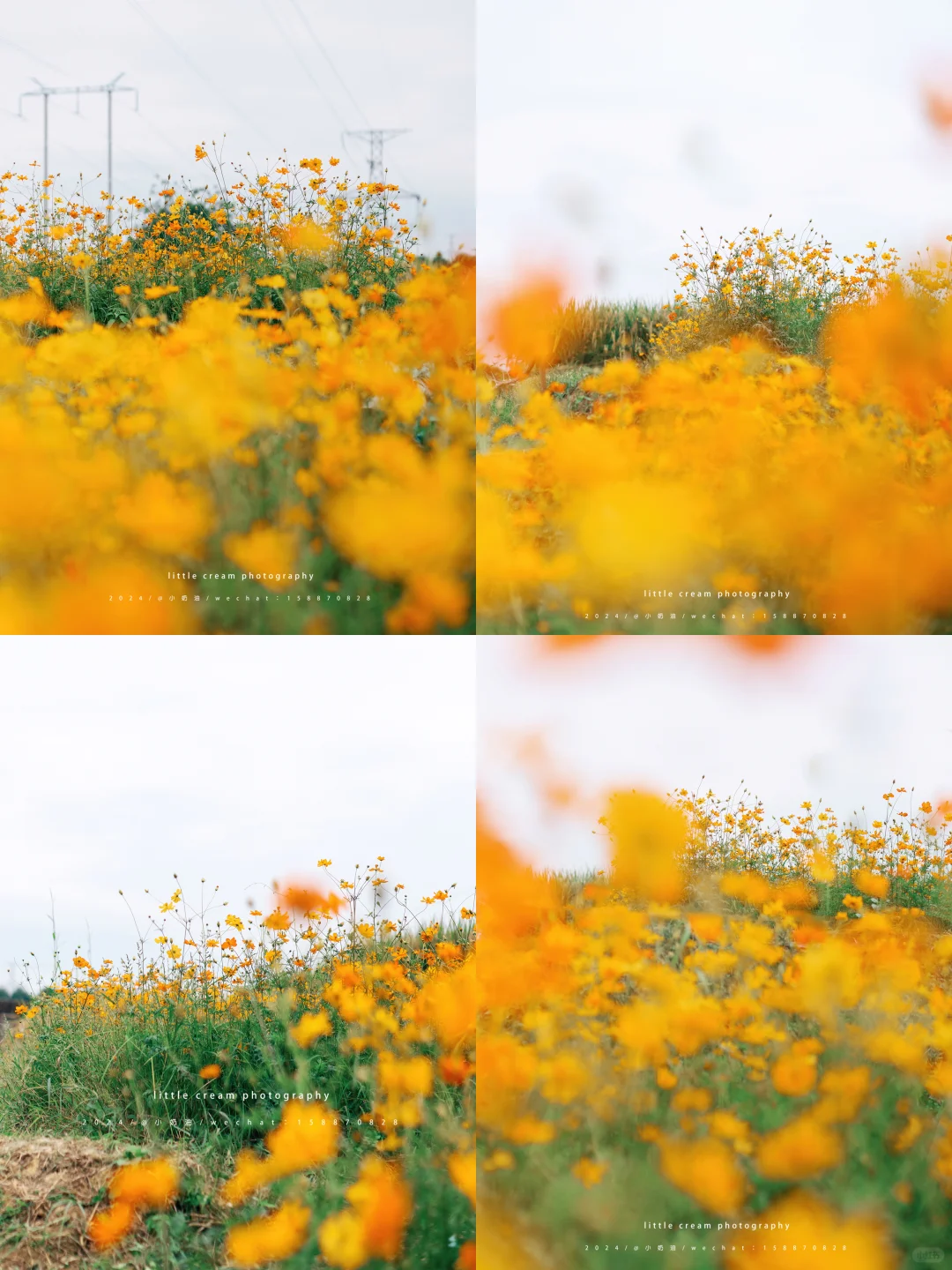 不知道往哪走的时候，花知道答案🌼