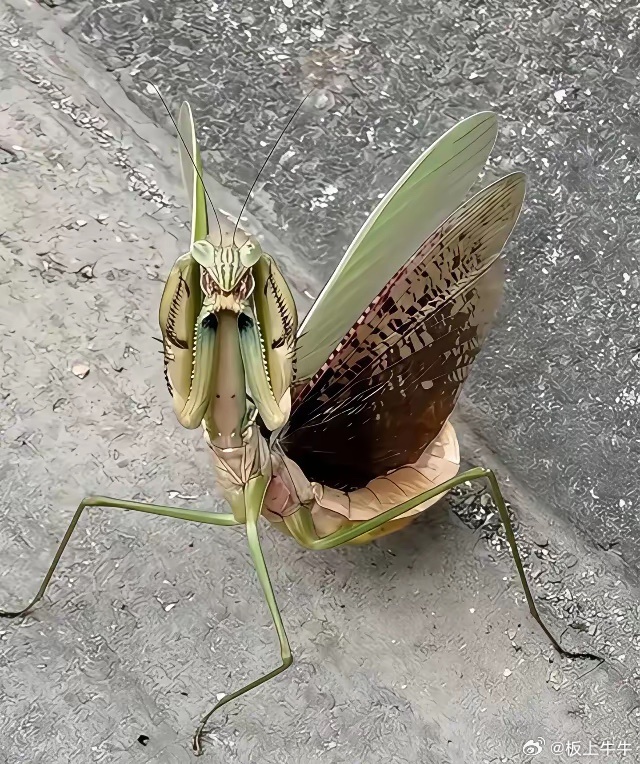 院子看到的，不知道是什么，有点可爱。 