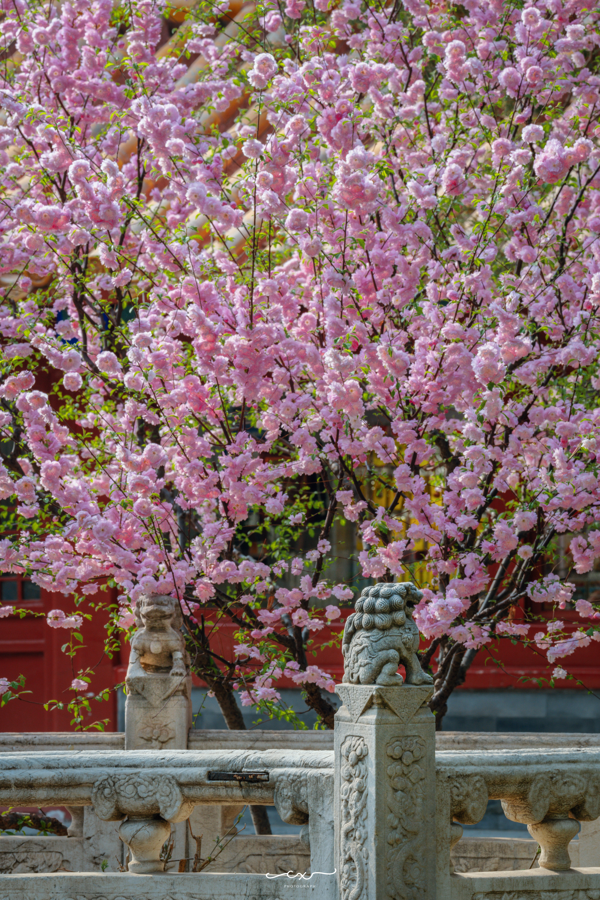 【花期速報】榆葉梅．梨花．丁香．海棠📷 2024-04-04「北京故宫」摄影 