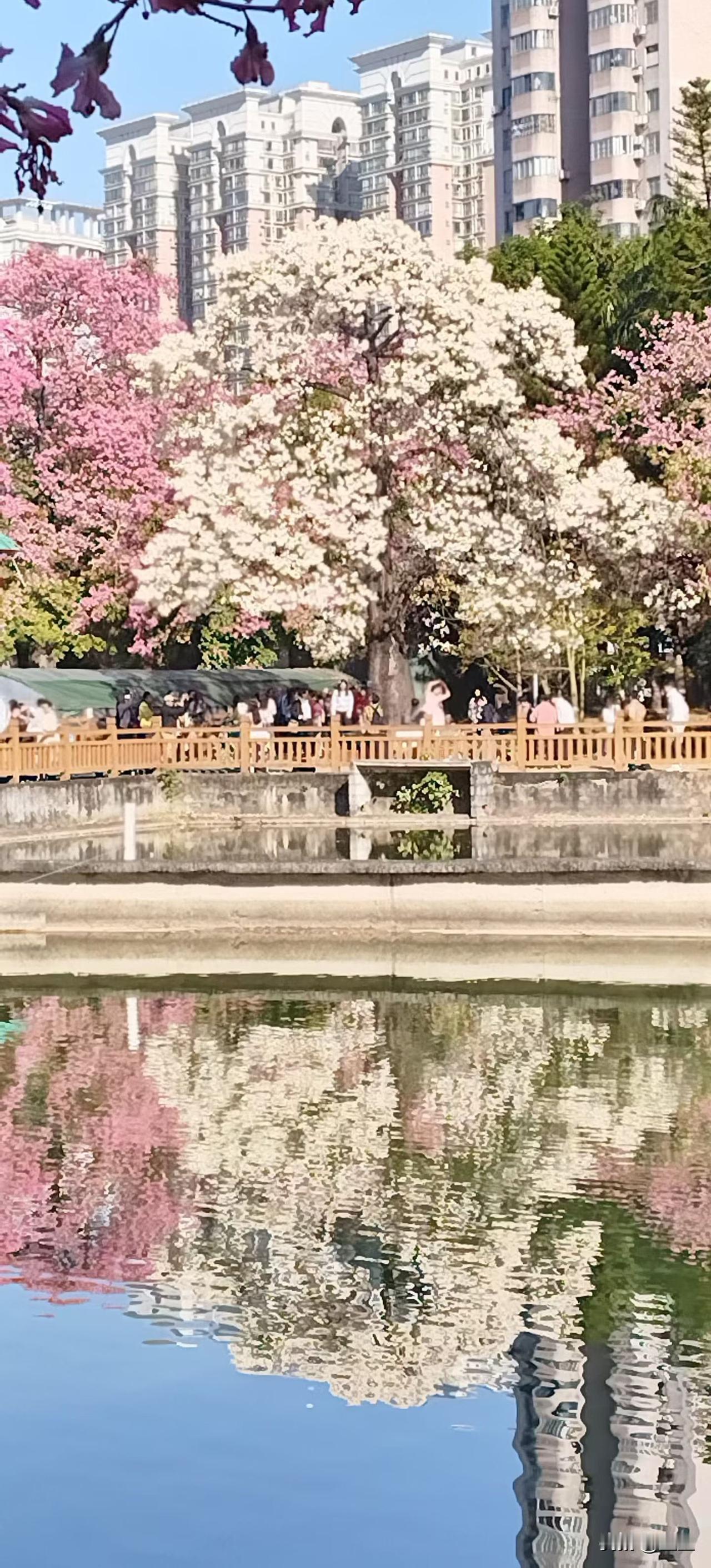【华师深秋：一场异木棉织就的温柔雪】
华师的深秋，被满校的白花异木棉酿成了温柔的