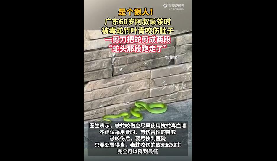 夏天一到，草木茂盛，蛇类开始频繁出没。
田间、山林、小区绿化带，随处都有蛇的踪迹
