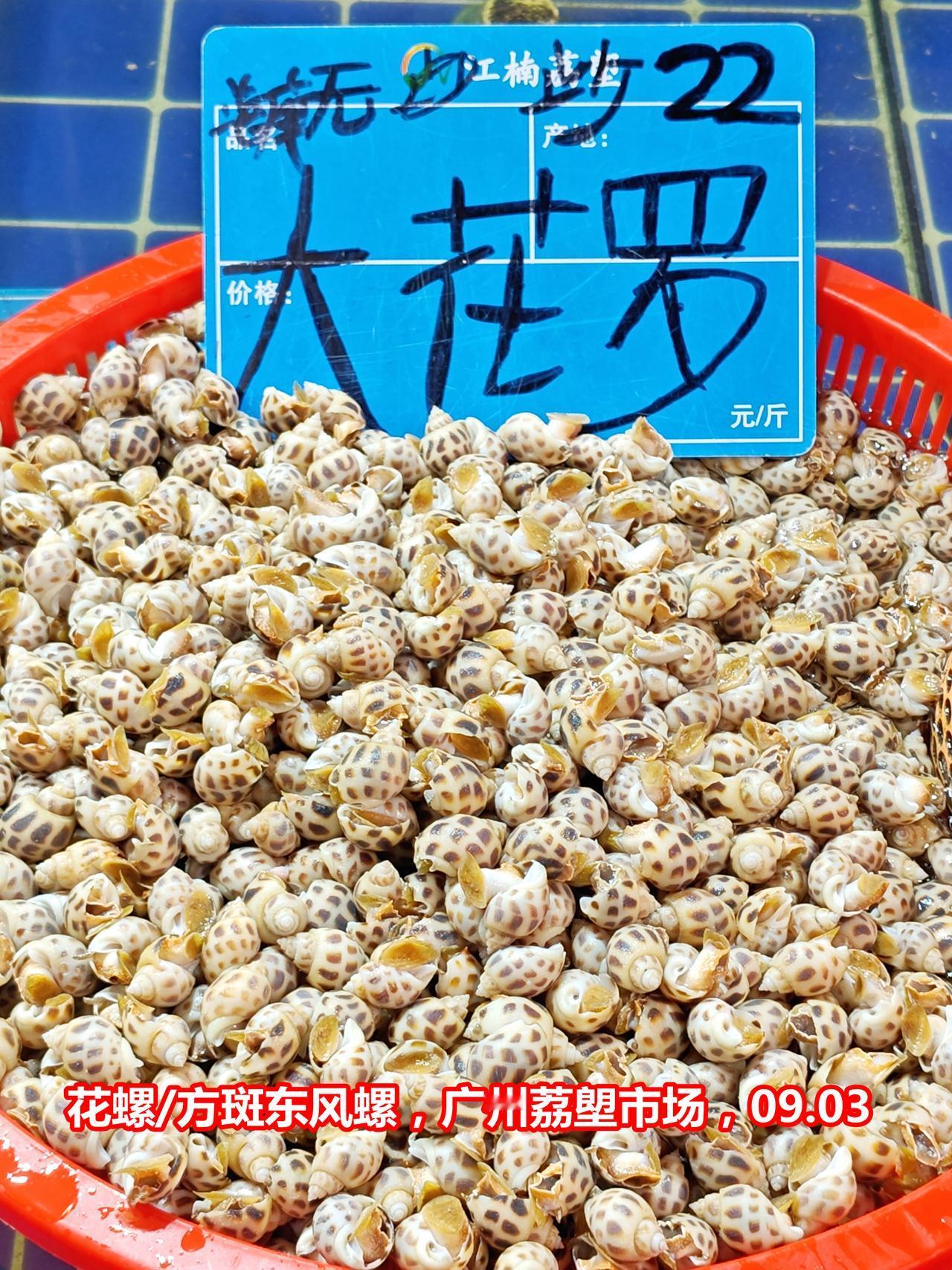 好价：花螺22，海虾18，罗氏虾22，广州荔塱市场
广州美食 水产