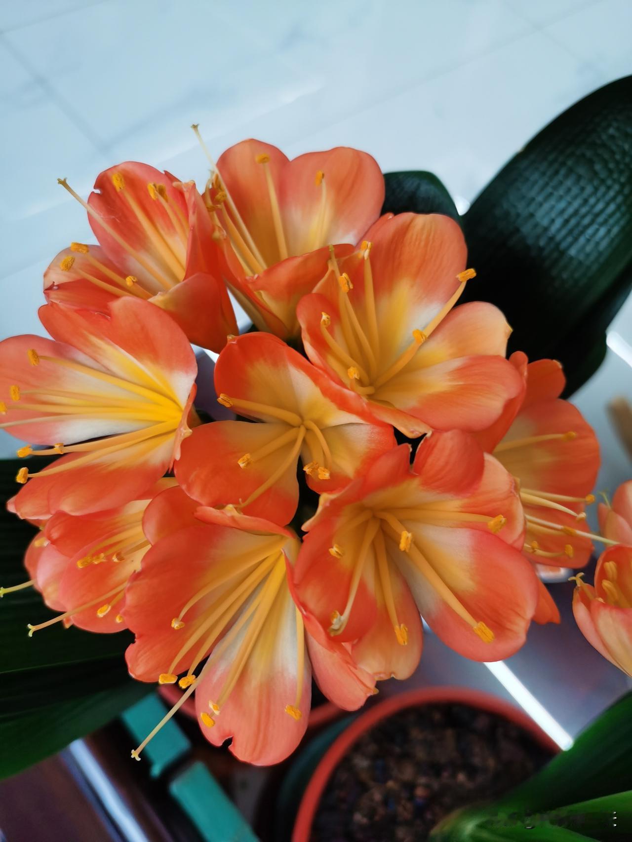 今日春节兰花笑
家家户户乐逍遥
万马奔腾中国年
华夏盛世永相传