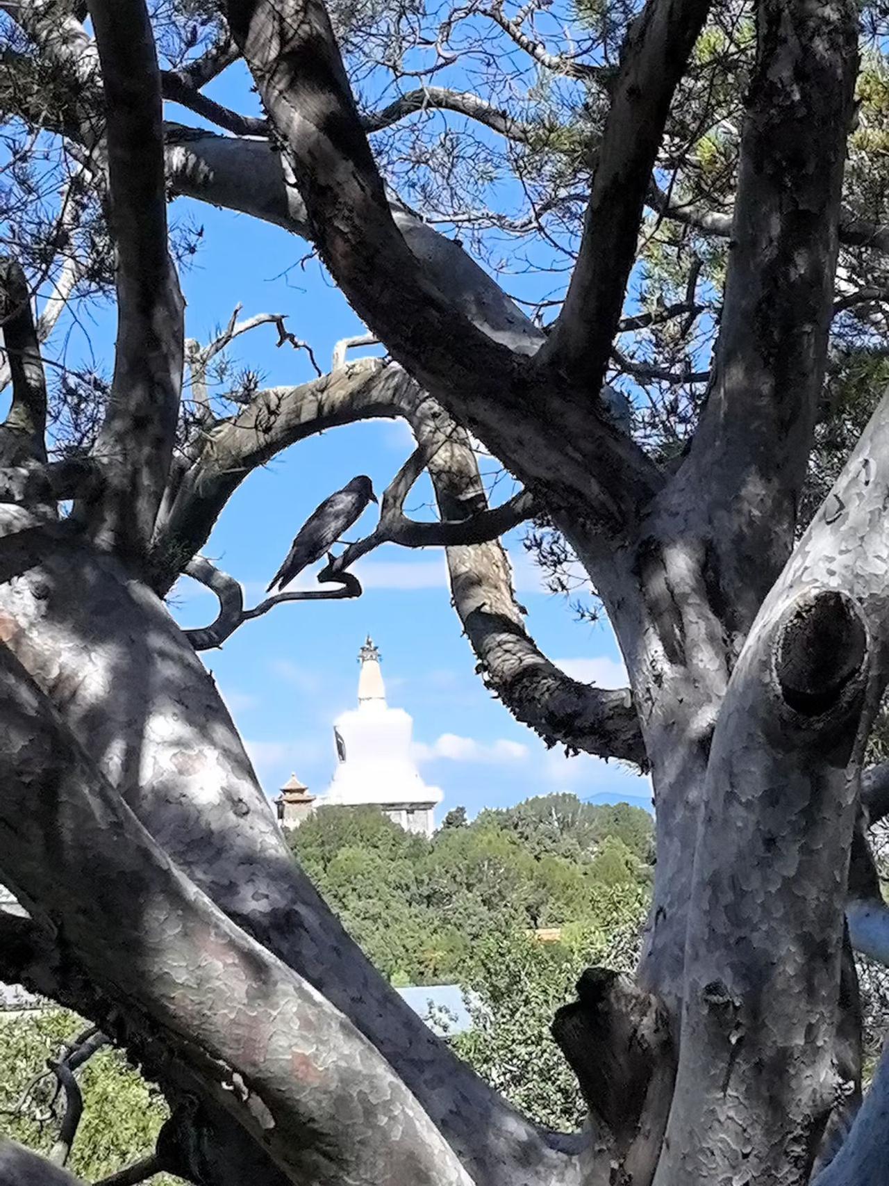 心性修到一定程度，内心真的会如沐清光，安稳自在。哪怕周遭世事纷乱，有人误解非议，