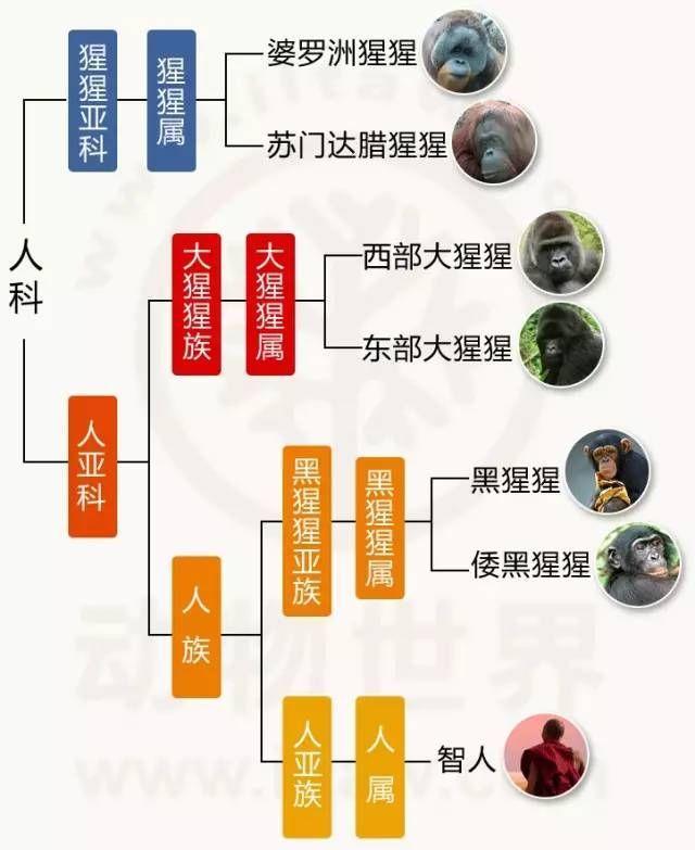 猩猩为什么属于人科？猩猩离着人类亲缘关系有多近？

说到底主要还是生物命名规则和
