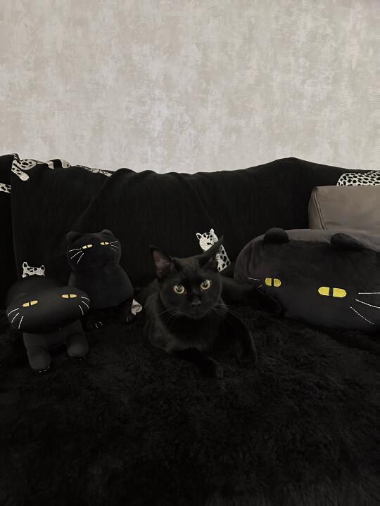 你怎么看出来我不是玩偶的