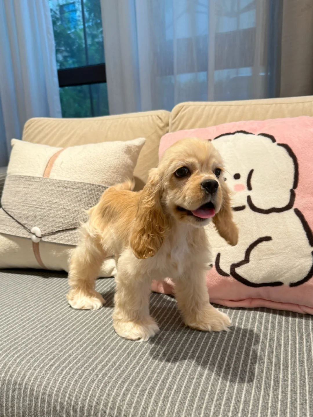蹲主人｜上海美卡犬舍麦色妹妹