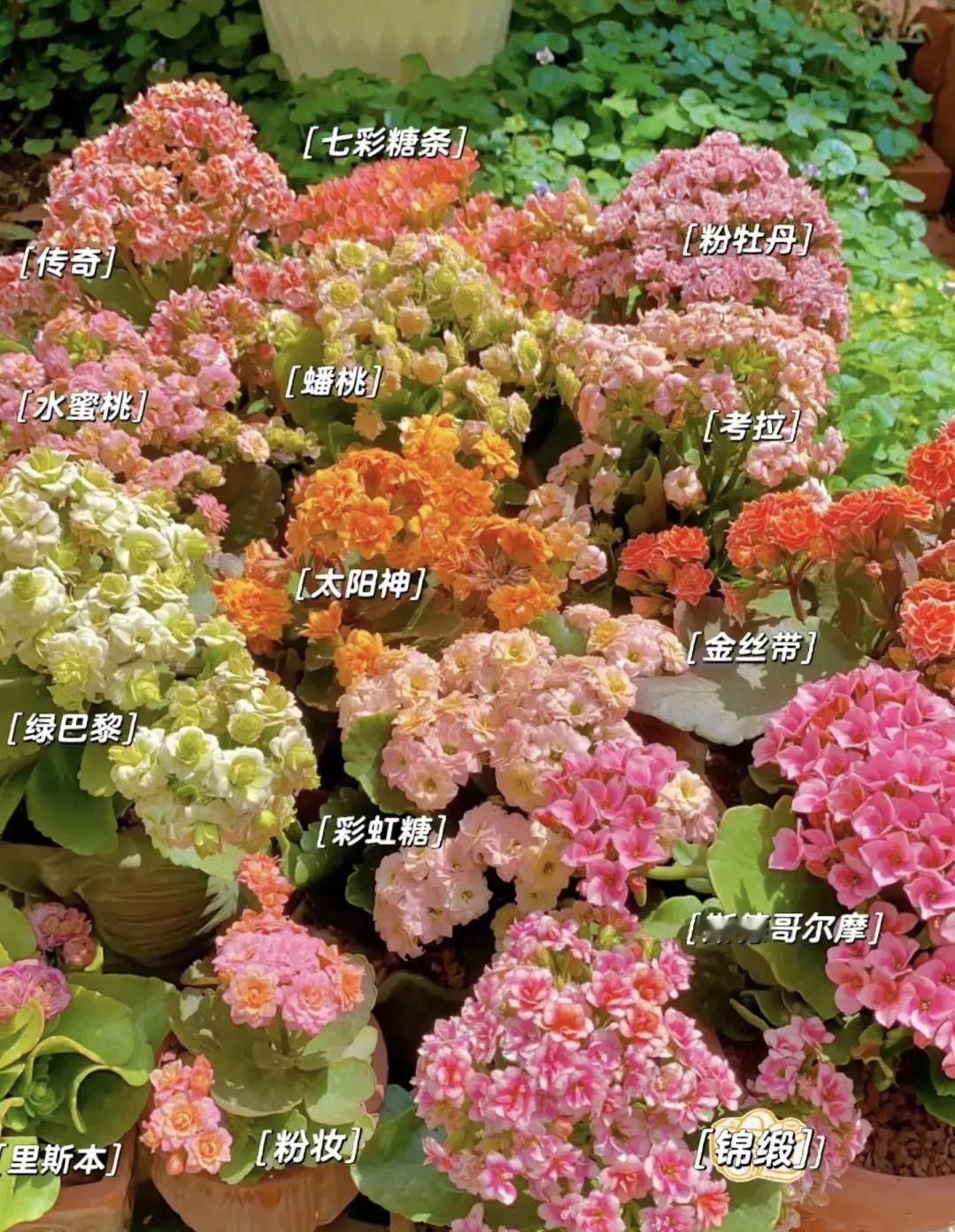 长寿花大集合
看你认识几种，家里有没有？

真正的开花小机器

每一盆都美的不像