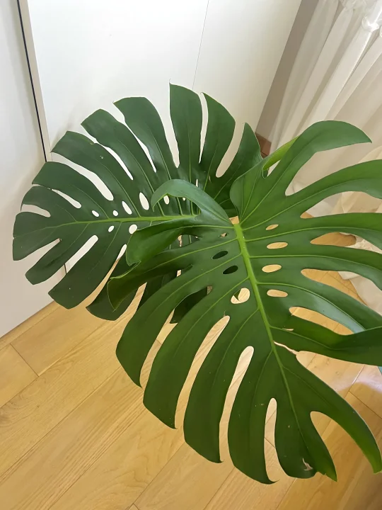 水培龟背竹🌿养绿植的尽头是龟背竹