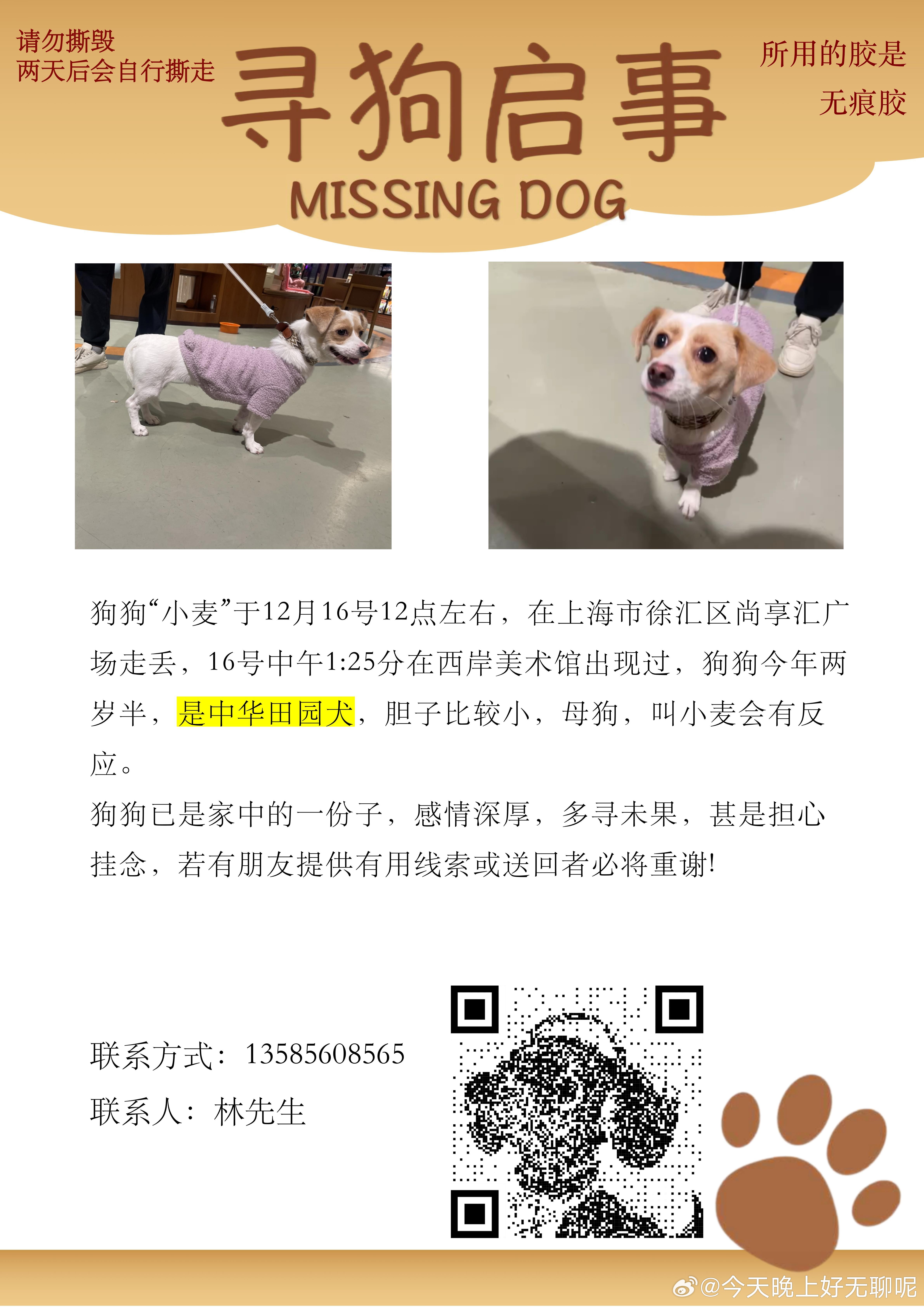 请在上海徐汇滨江的朋友帮忙留意一下这只小狗在宠物店寄养下午12点丢了，我现在飞机