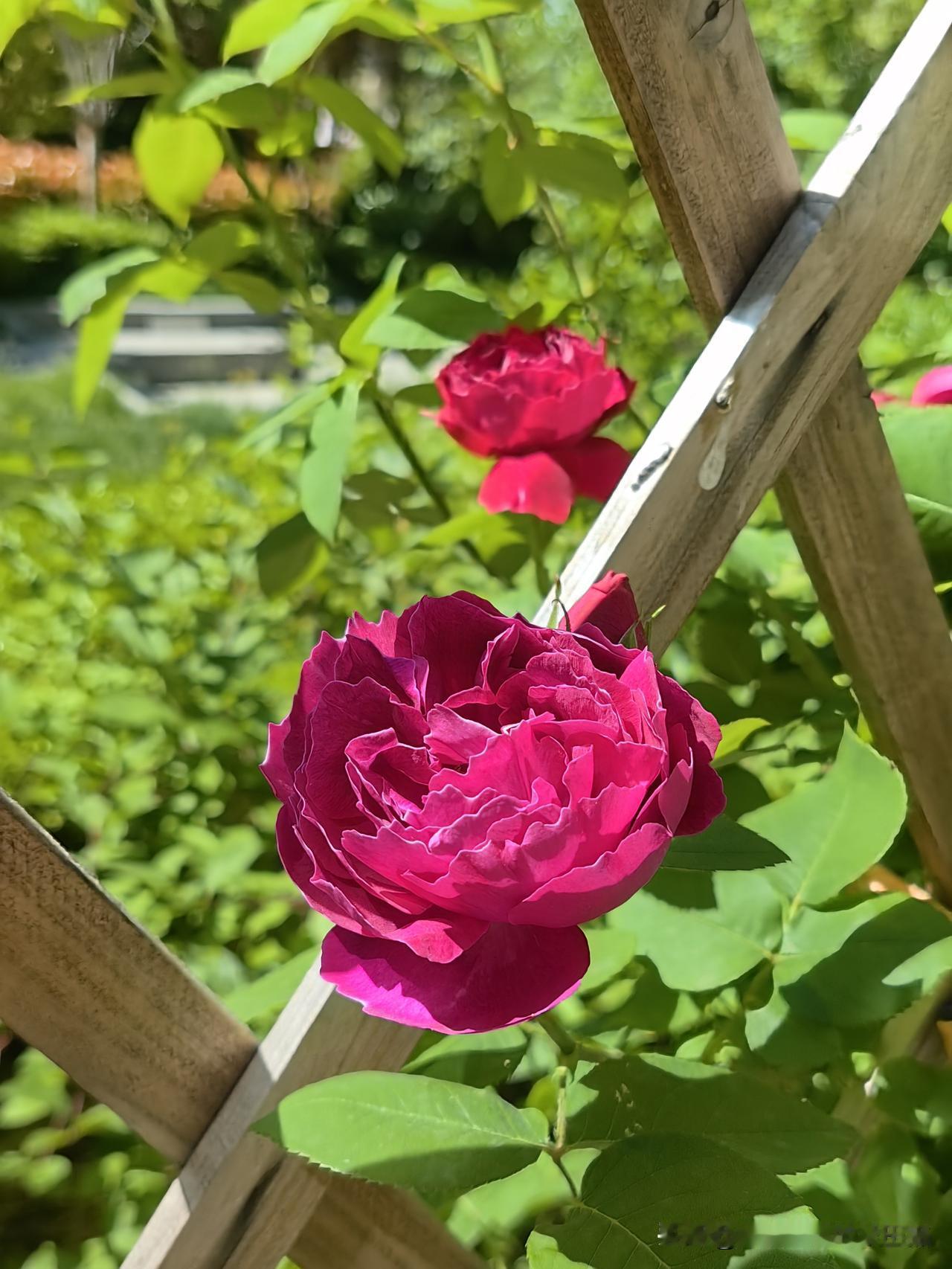 分享开心的事：猫仔家的花开到篱笆外了，春天嘛，本来就该尽情绽放～

记得之前写过