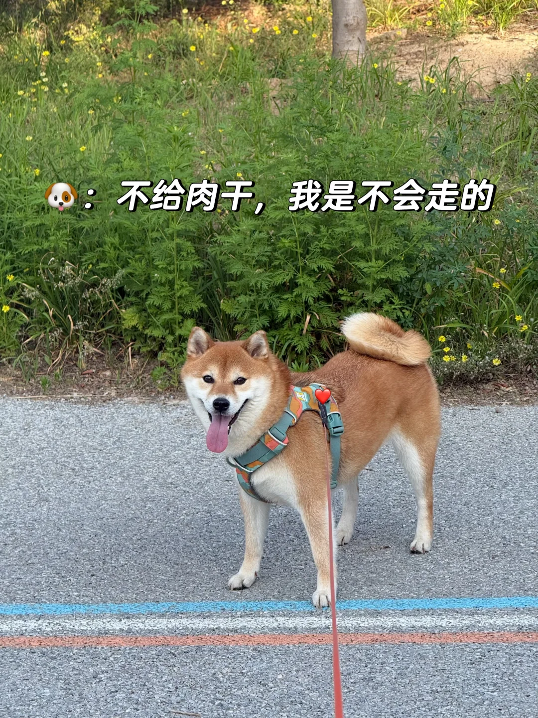 每天都在和小狗斗智斗勇