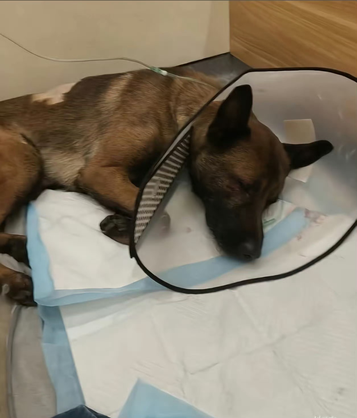 拴绳大狗惨遭柯基主人砸酒瓶爆头可怜的狗狗！我真的是不理解，所谓的爱狗，难道是只爱