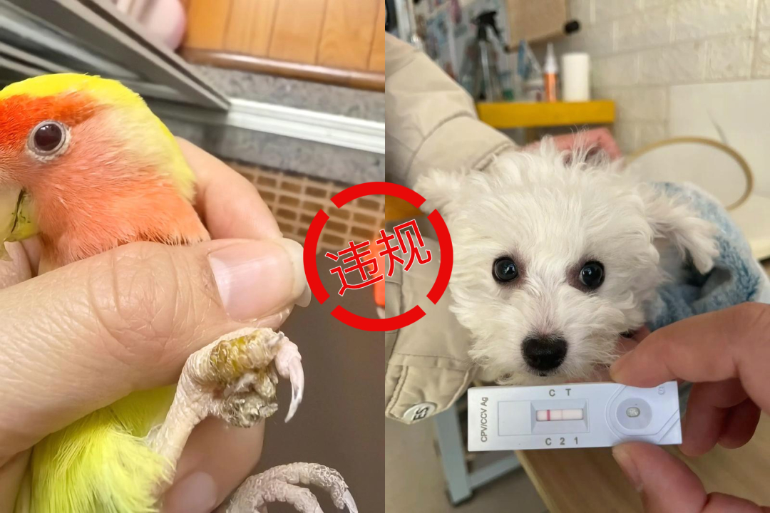 #抖音清退售卖病弱劣质宠物商家#【抖音电商升级严打活体宠物违规售卖：对售卖病弱劣