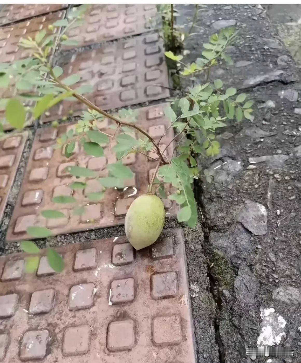 不懂就问，这是什么水果！