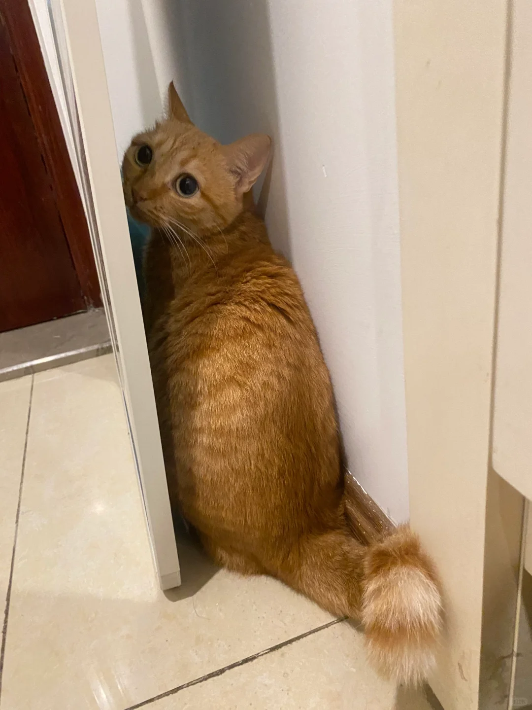 家里来客人之后我的猫…