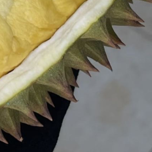 2200榴莲的种植方法一、选种与育苗选择果肉饱满、成熟度高的榴莲种子，洗净后浸泡