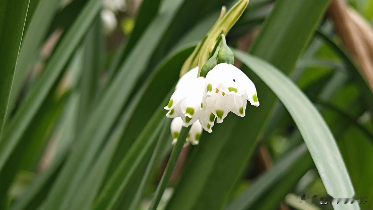 清雅浪漫的夏雪片莲，也常被称为夏雪滴花。花朵呈洁白的钟形，如铃铛般向下低垂悬挂。