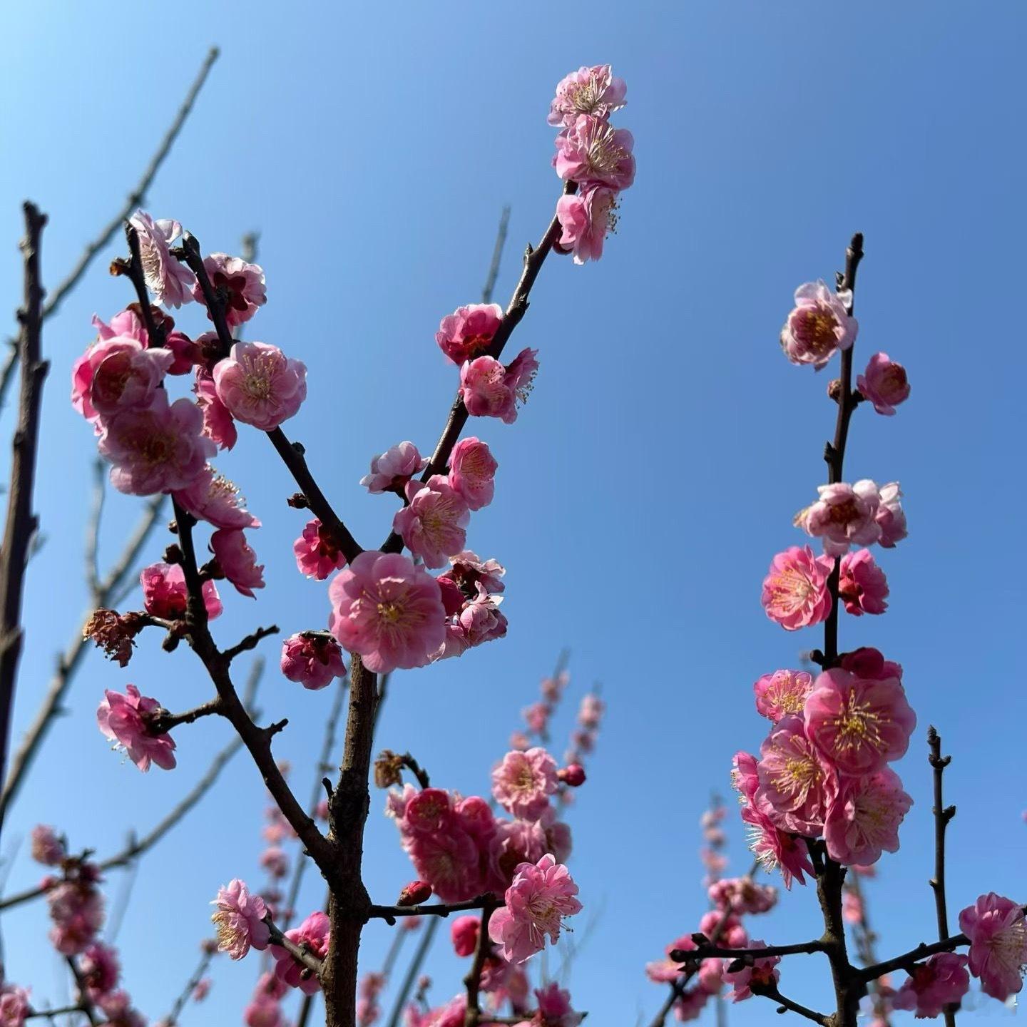 我们这边的春天真的来啦，各种花全开了。天气再稳定稳定，就能穿上美美的针织衫，我有